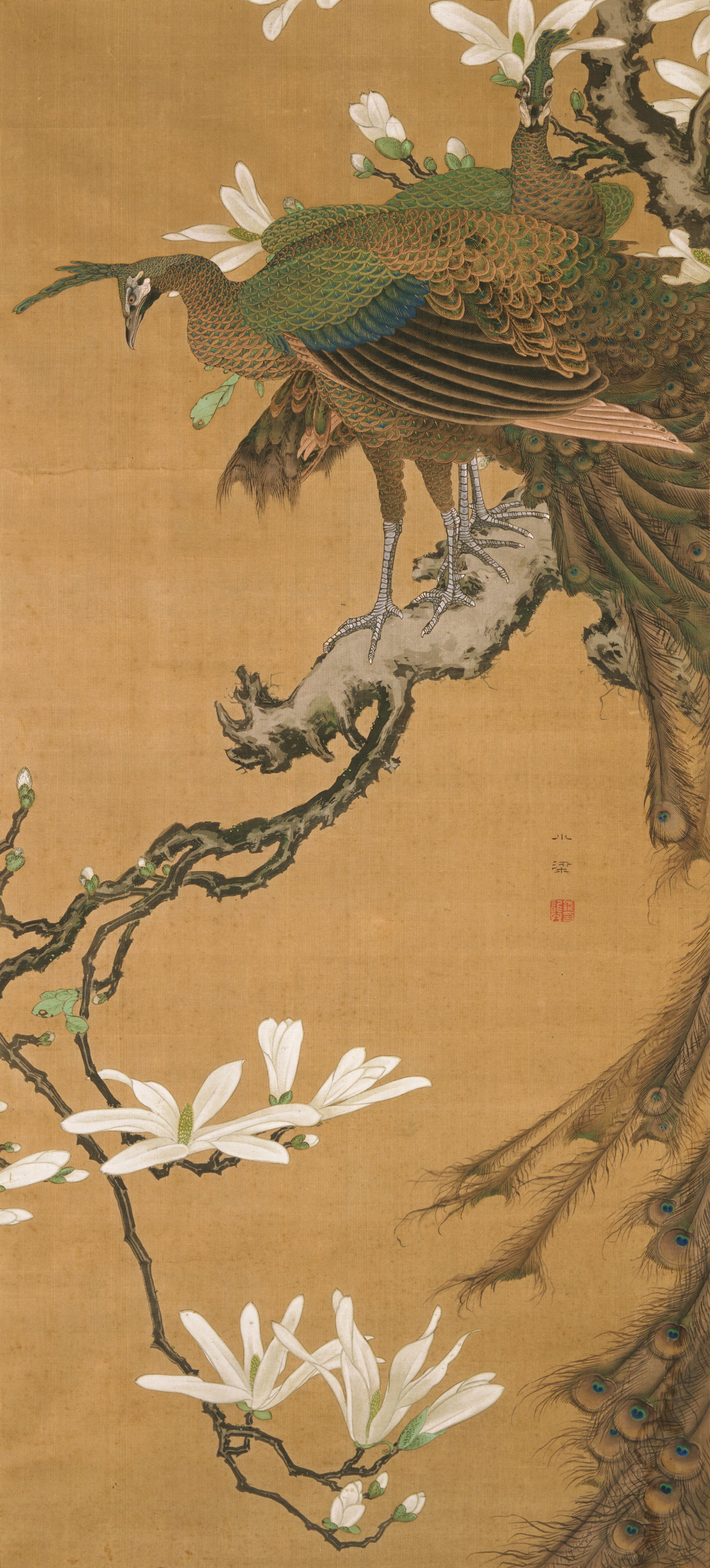 花咲く木蓮に孔雀