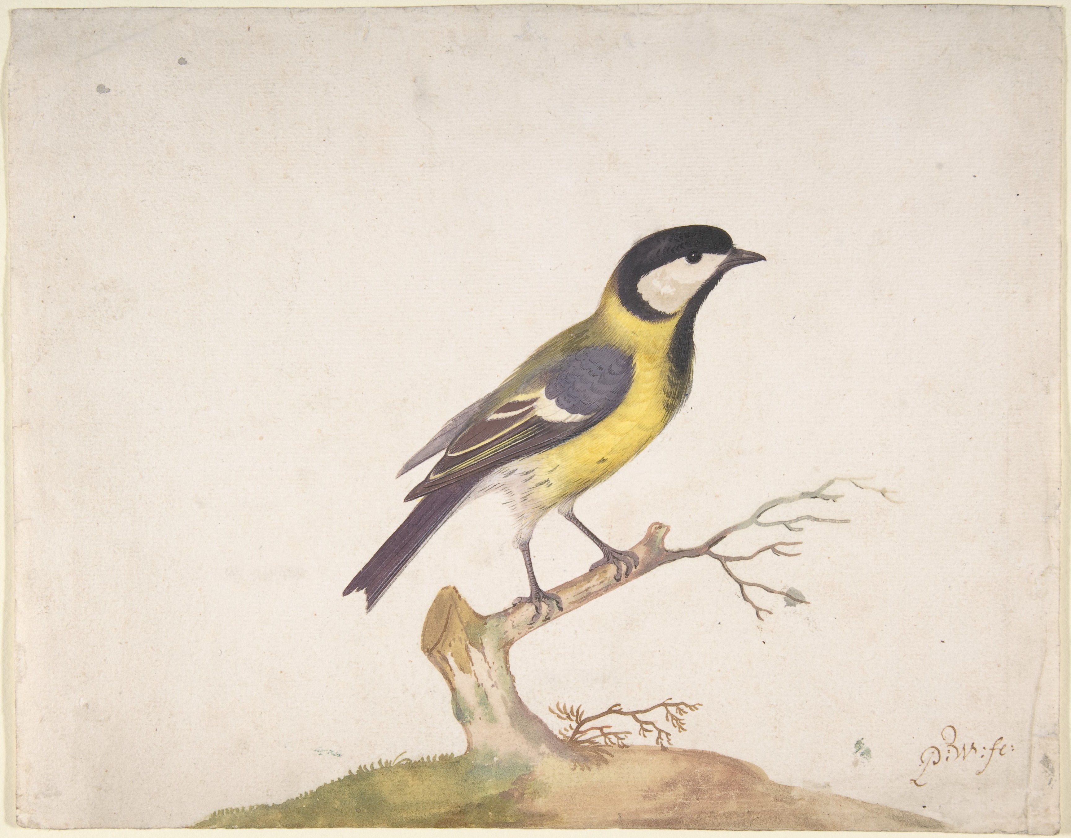 枝に止まったシジュウカラ（Parus Major）