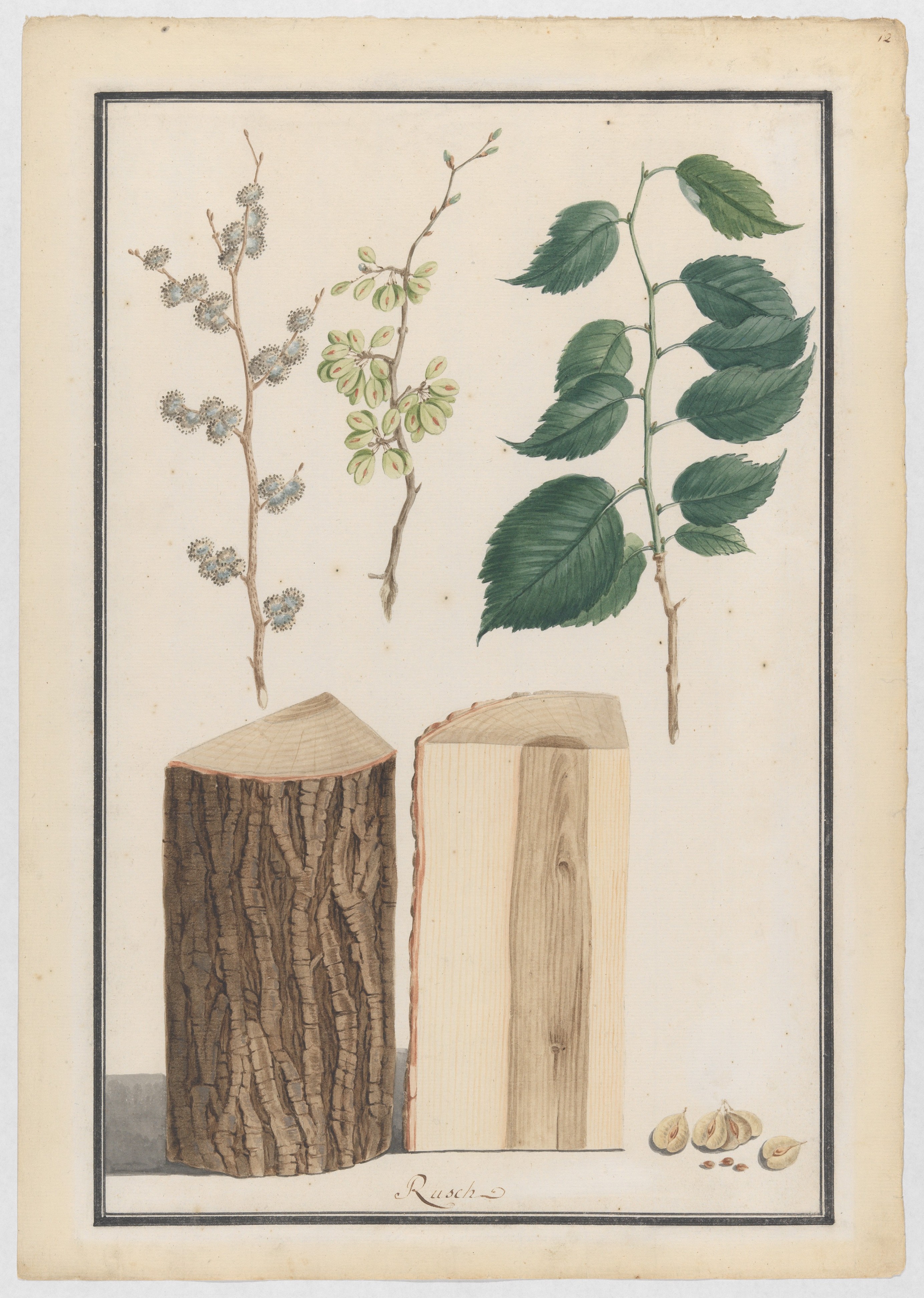 イングリッシュニレ（Ulmus procera） の葉、花、果実、幹の習作