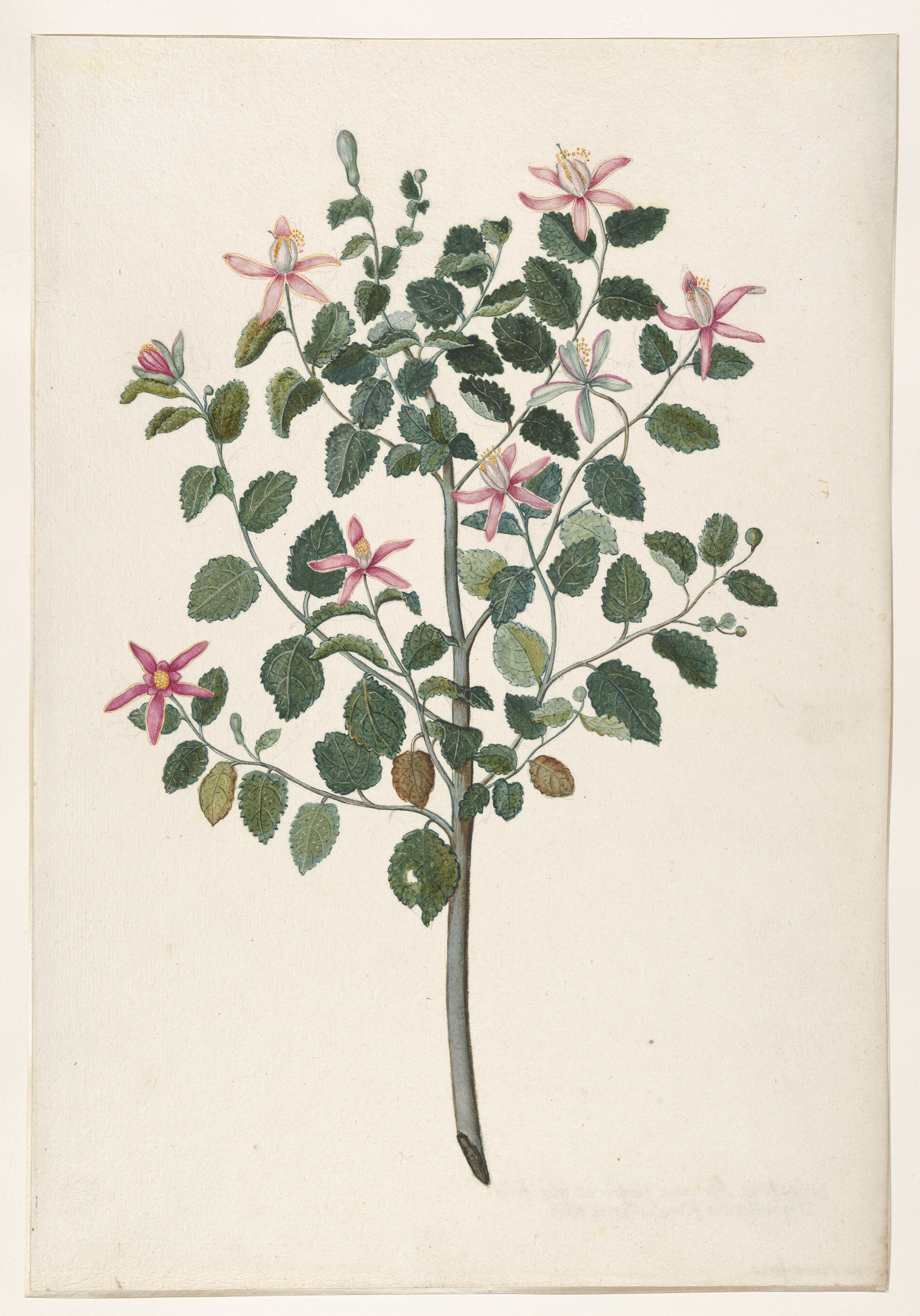 赤紫の花を持つ植物（Sebastiana africana purpurea） の習作