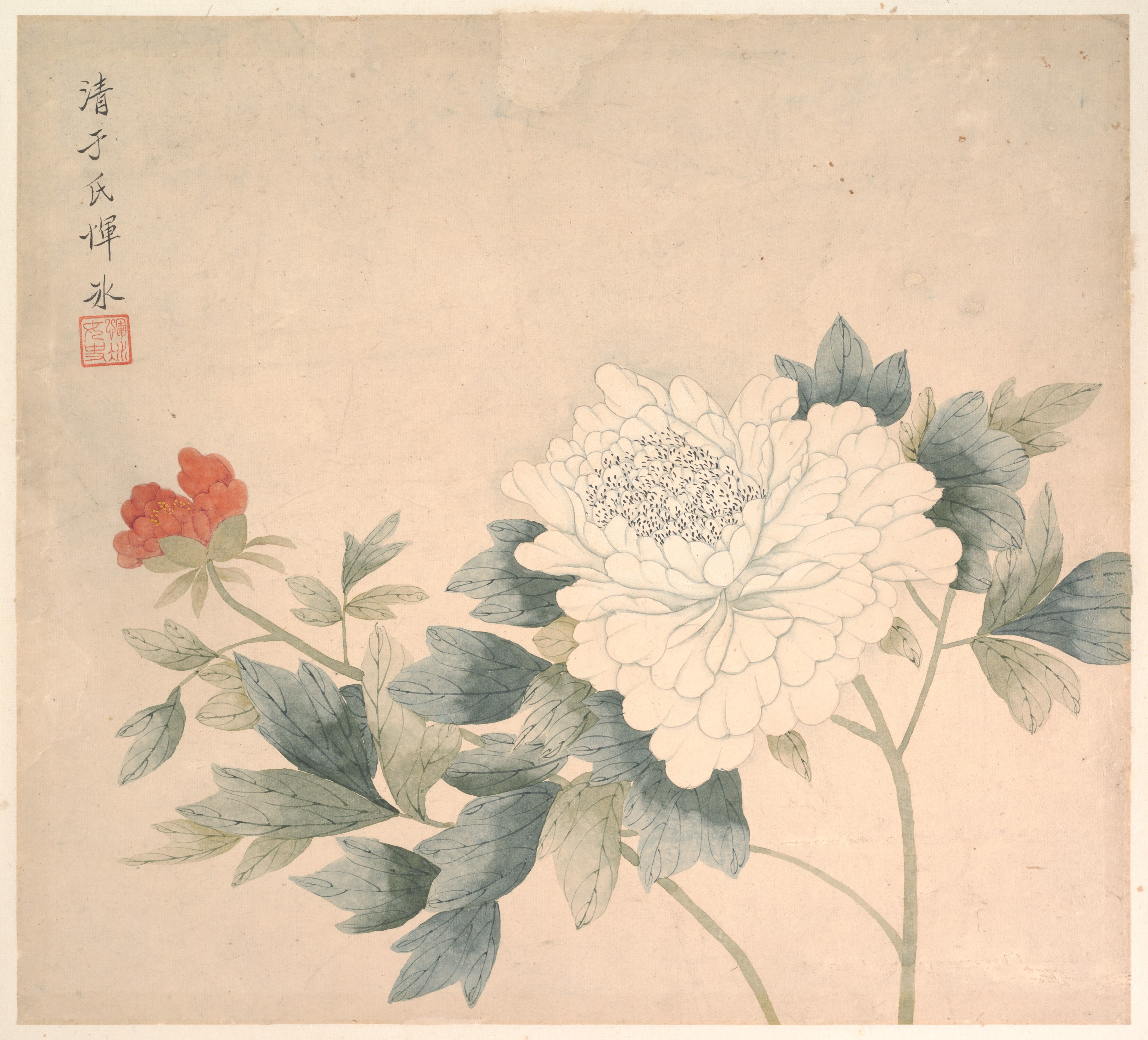 清代のユン・ビンの花の写真集|花の習作