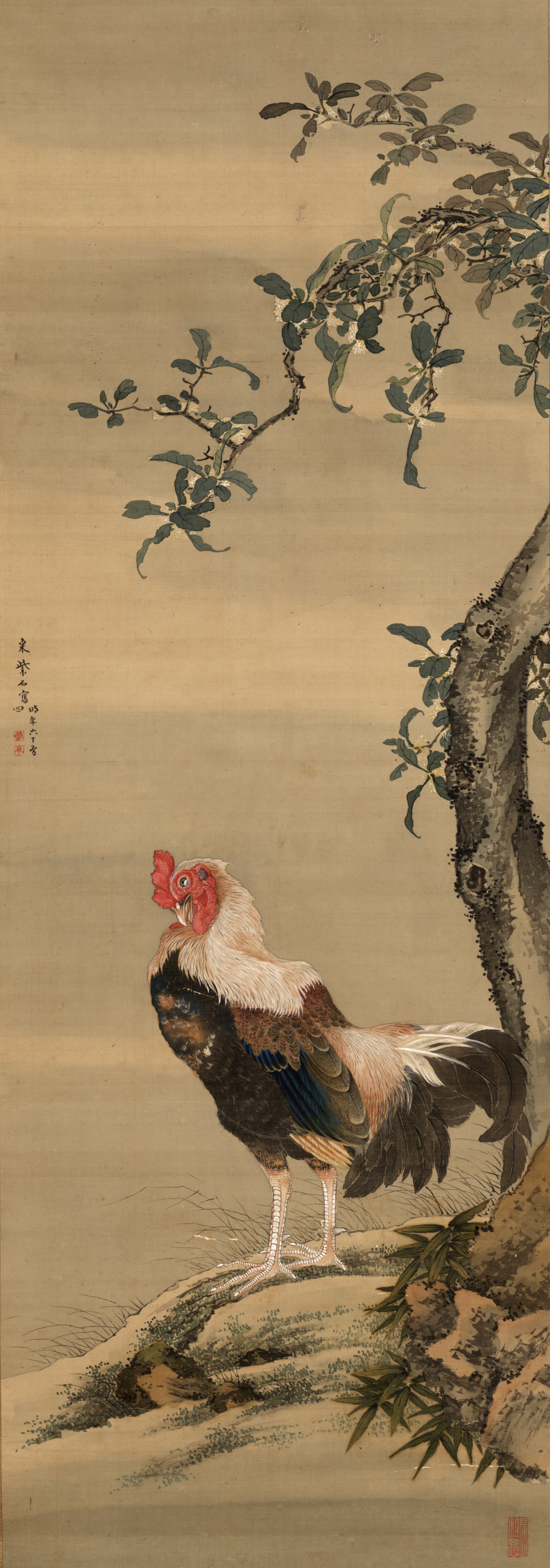 雄鶏