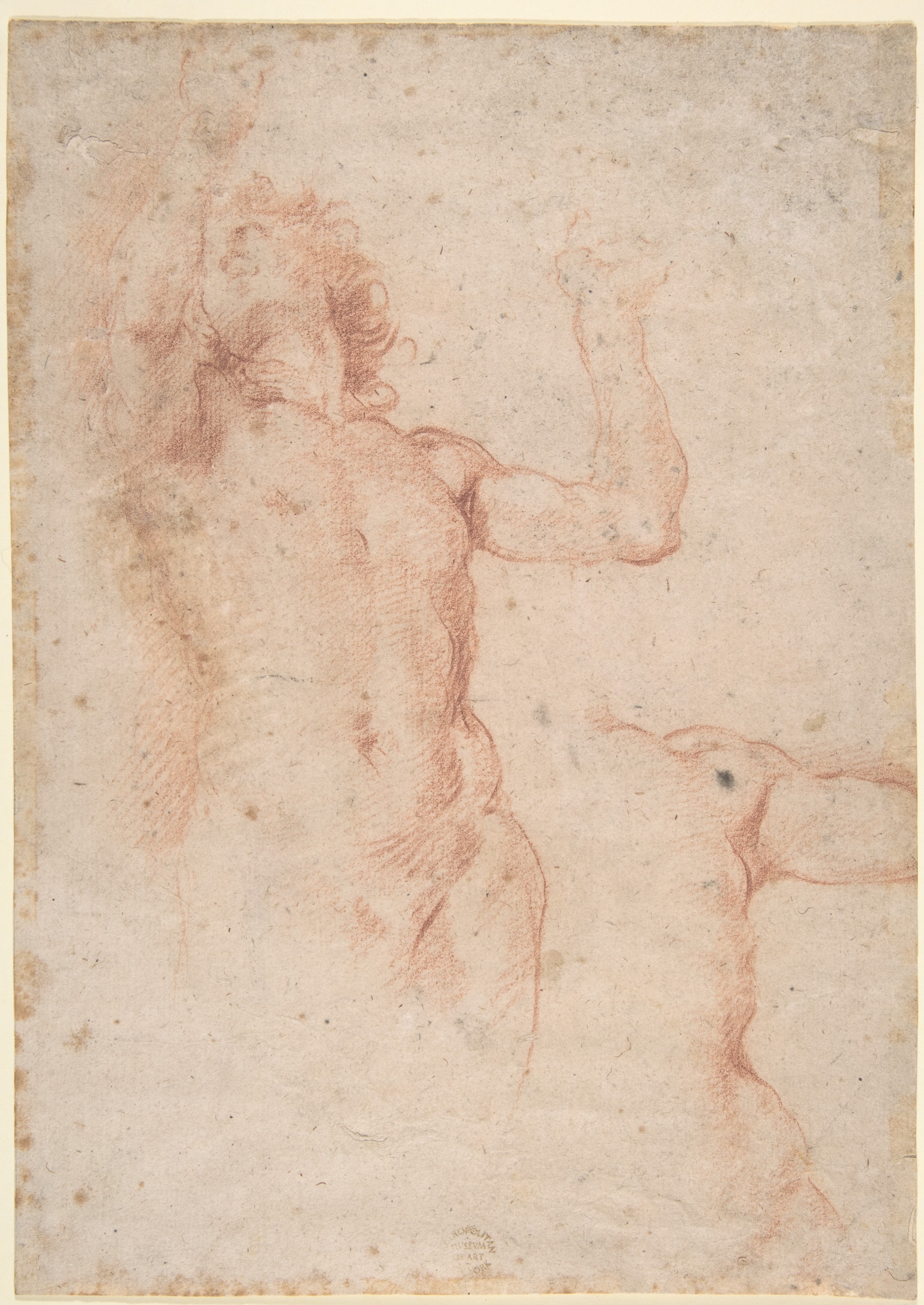 Study of Nude Figure in Front View Looking Upward；胴体と左腕の習作