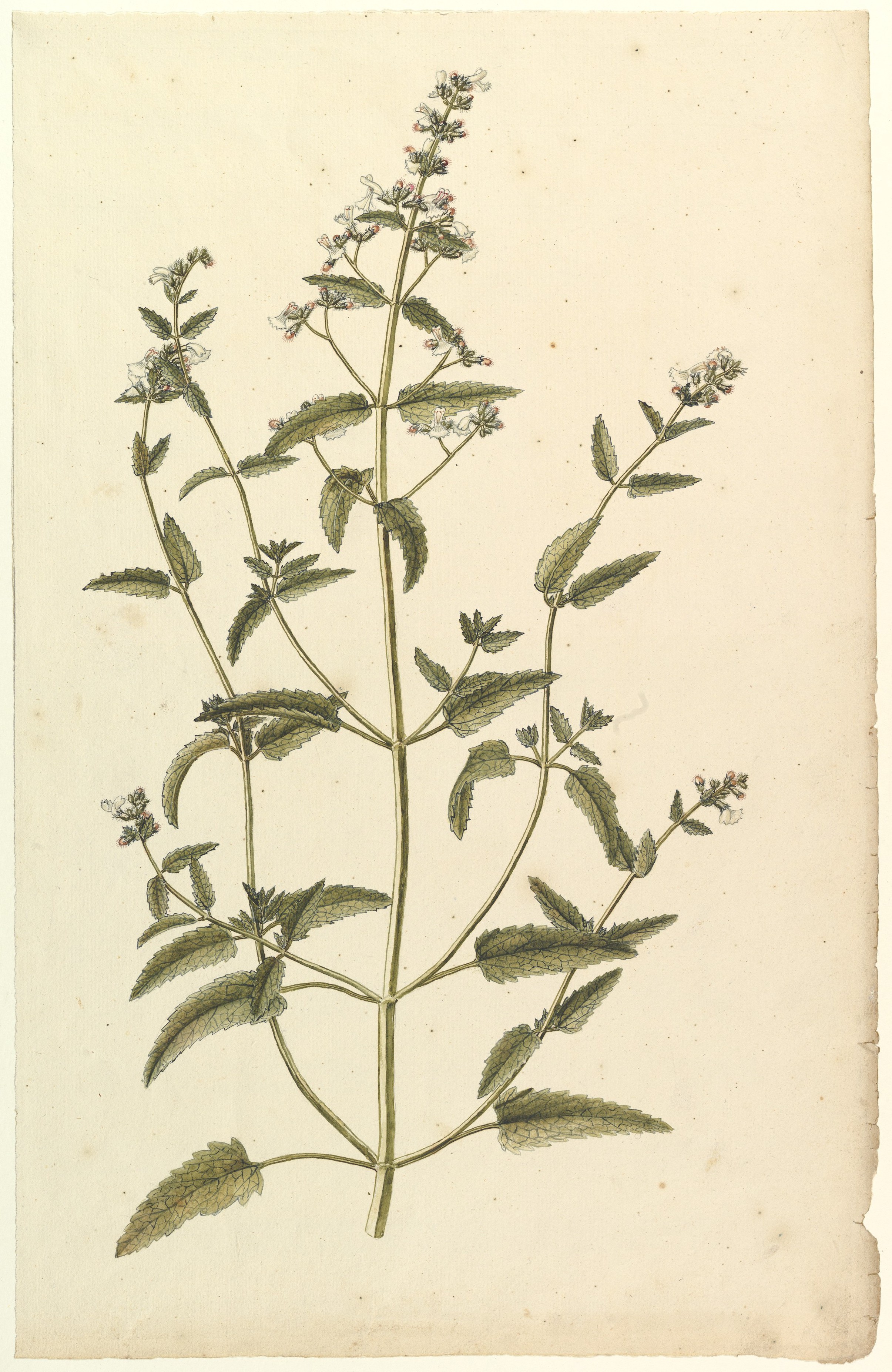 イラクサ科（イラクサ属）の種を用いた植物習作