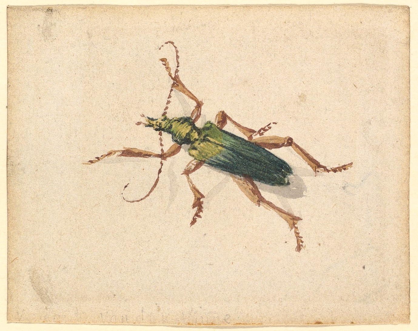 茶色の足を持つ緑色のカブトムシ