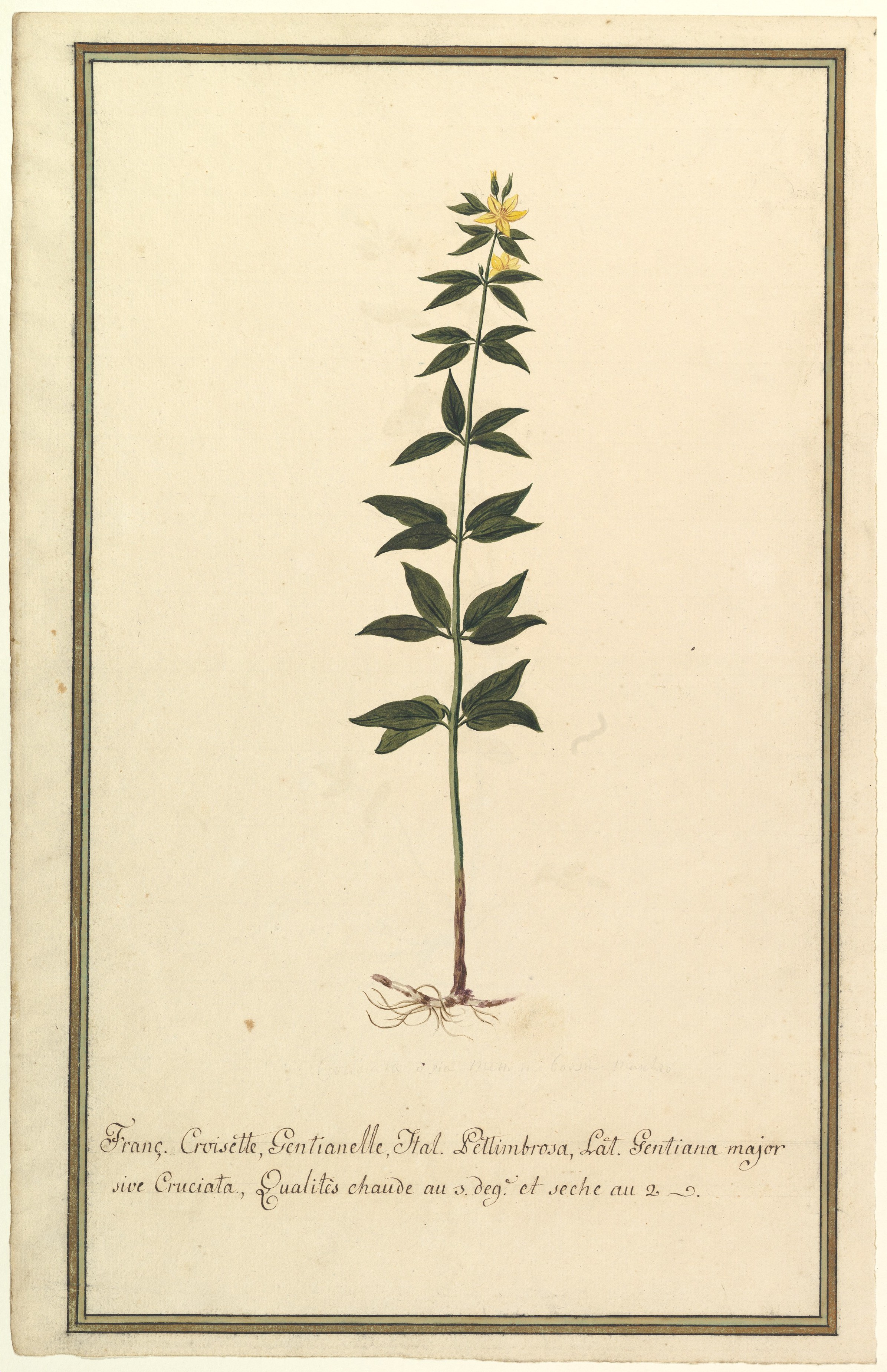 キイロリンドウ（Gentiana Major 属）の植物学的習作（表）。 Ascyrum Hypericoides の植物学的習作（裏）