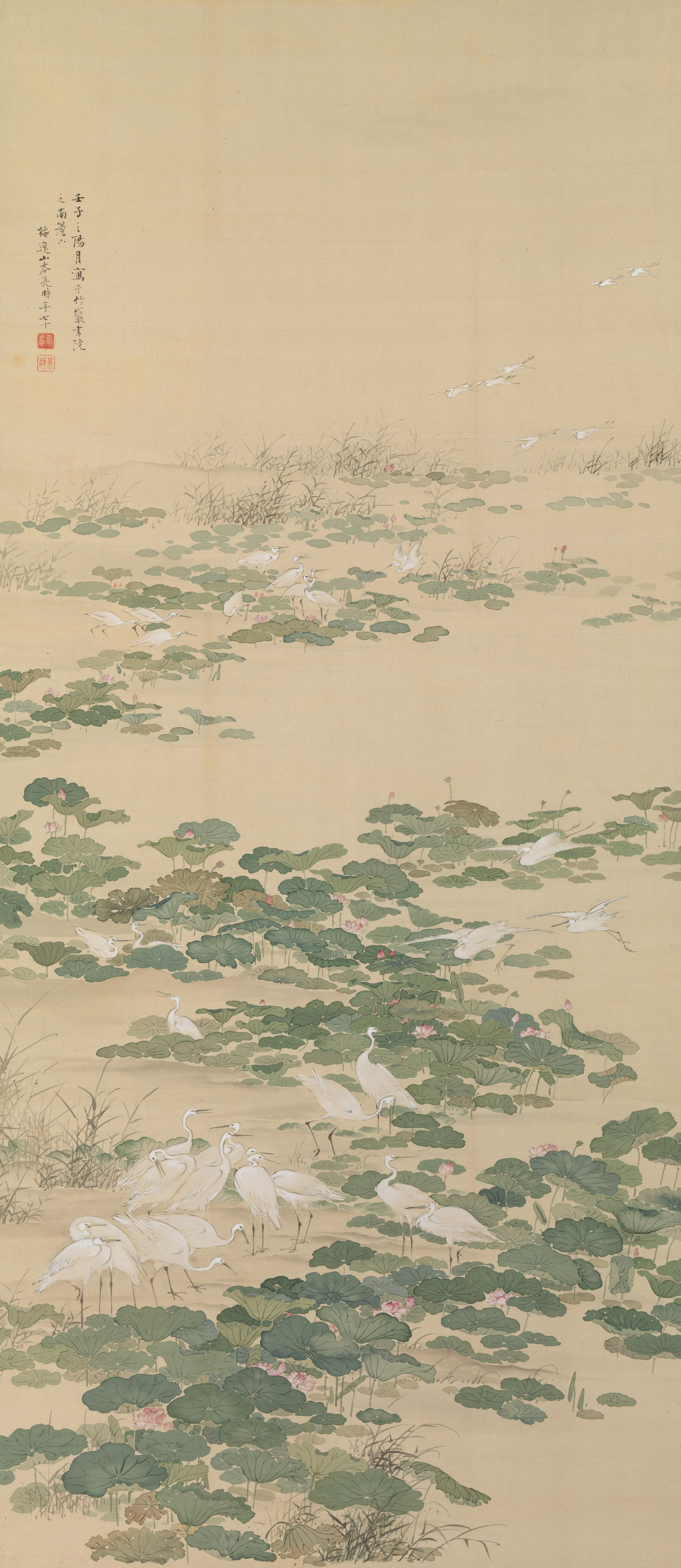 蓮池の白鷺