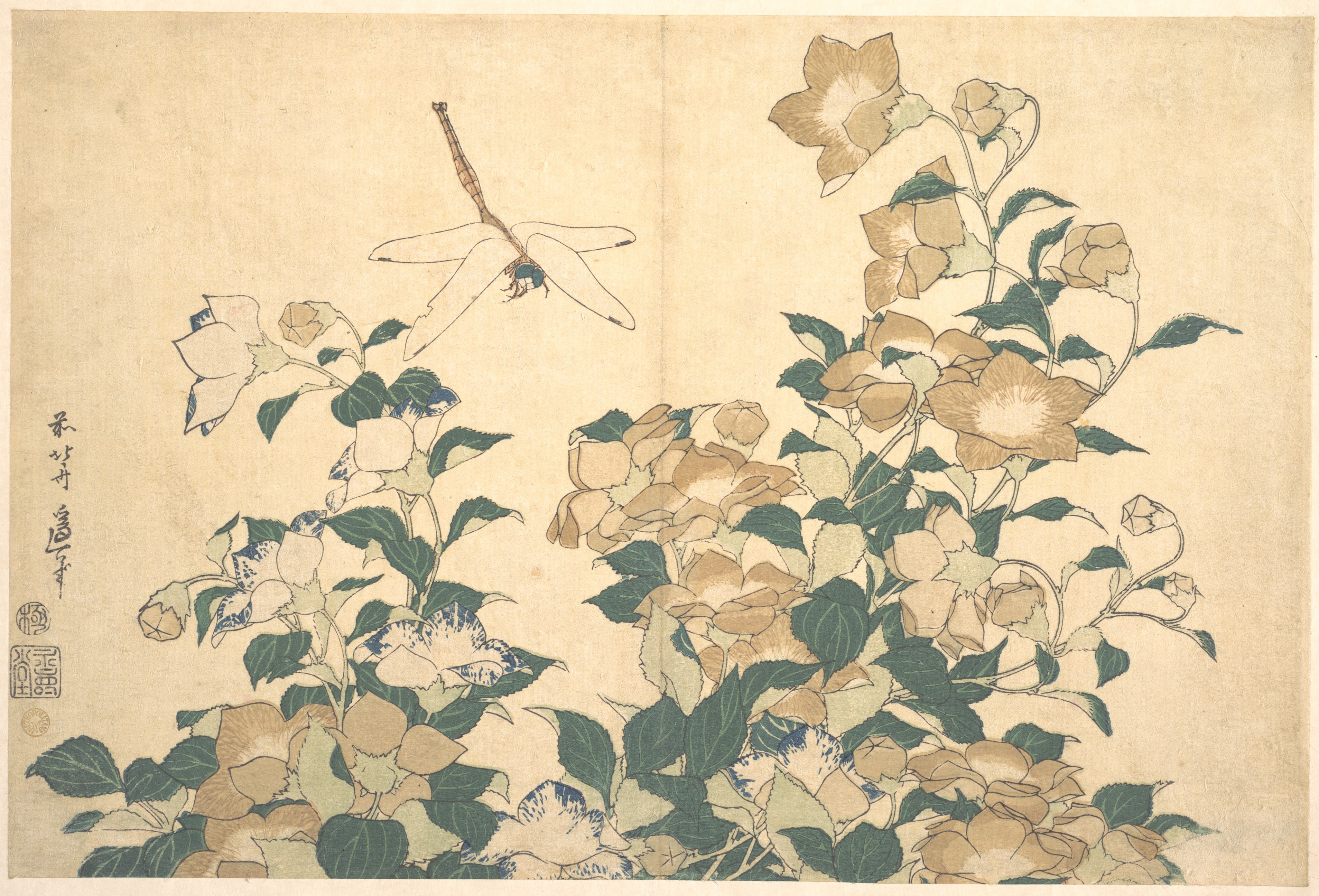 葛飾北斎画　桔梗に蜻蛉