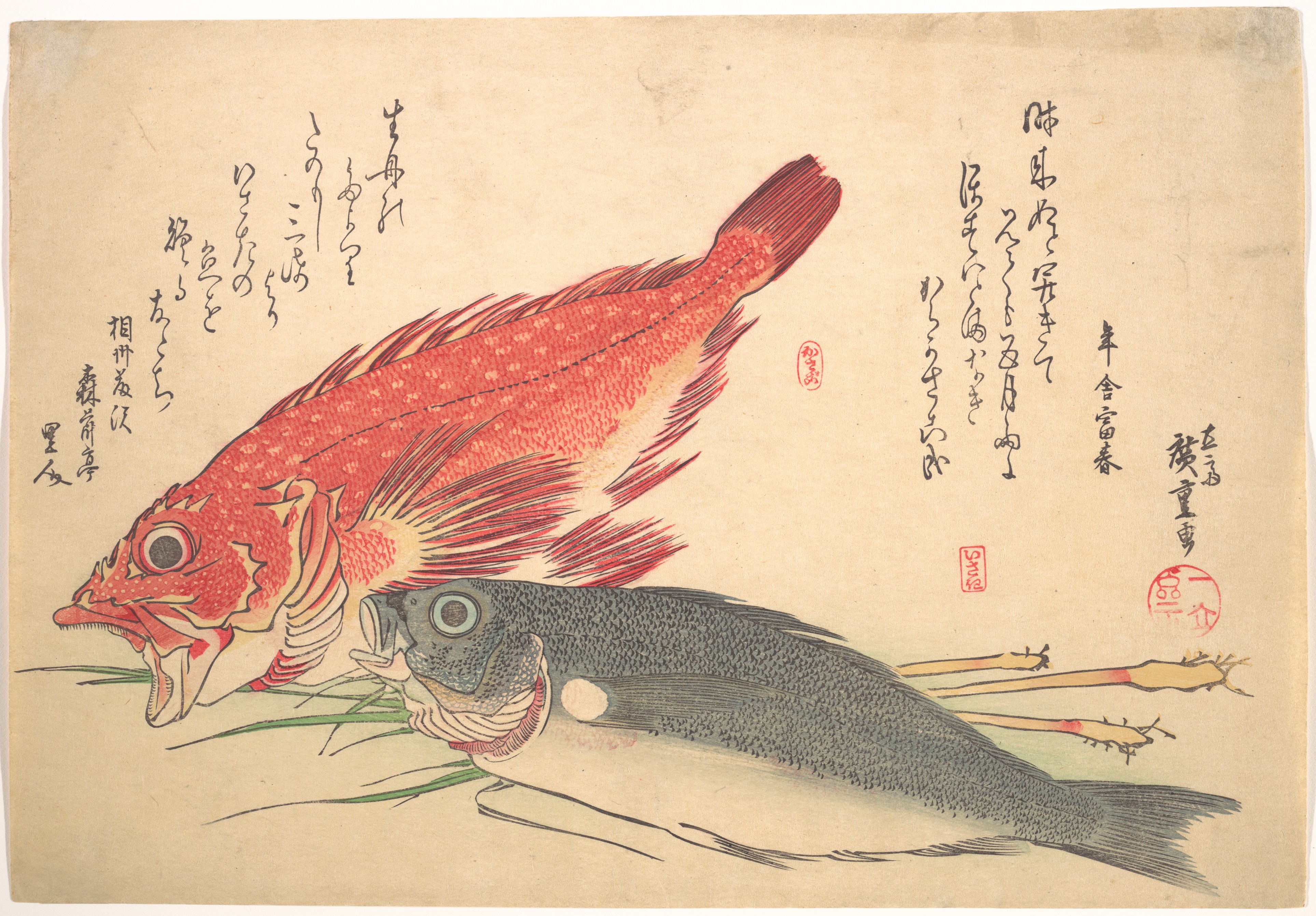 魚づくし　かさご　いさきに生姜
