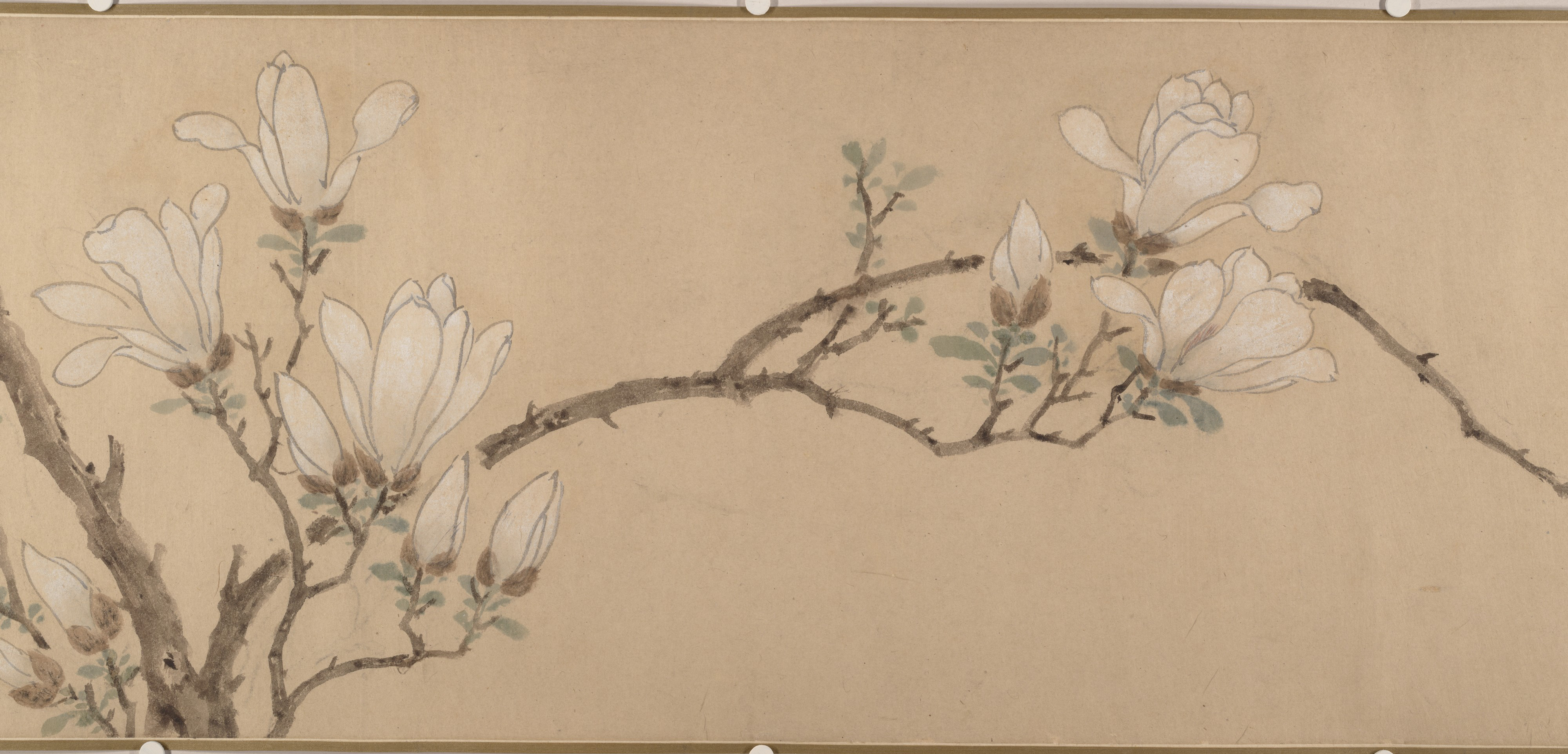 明代匿名（明代文正） マグノリア絵巻 |マグノリア