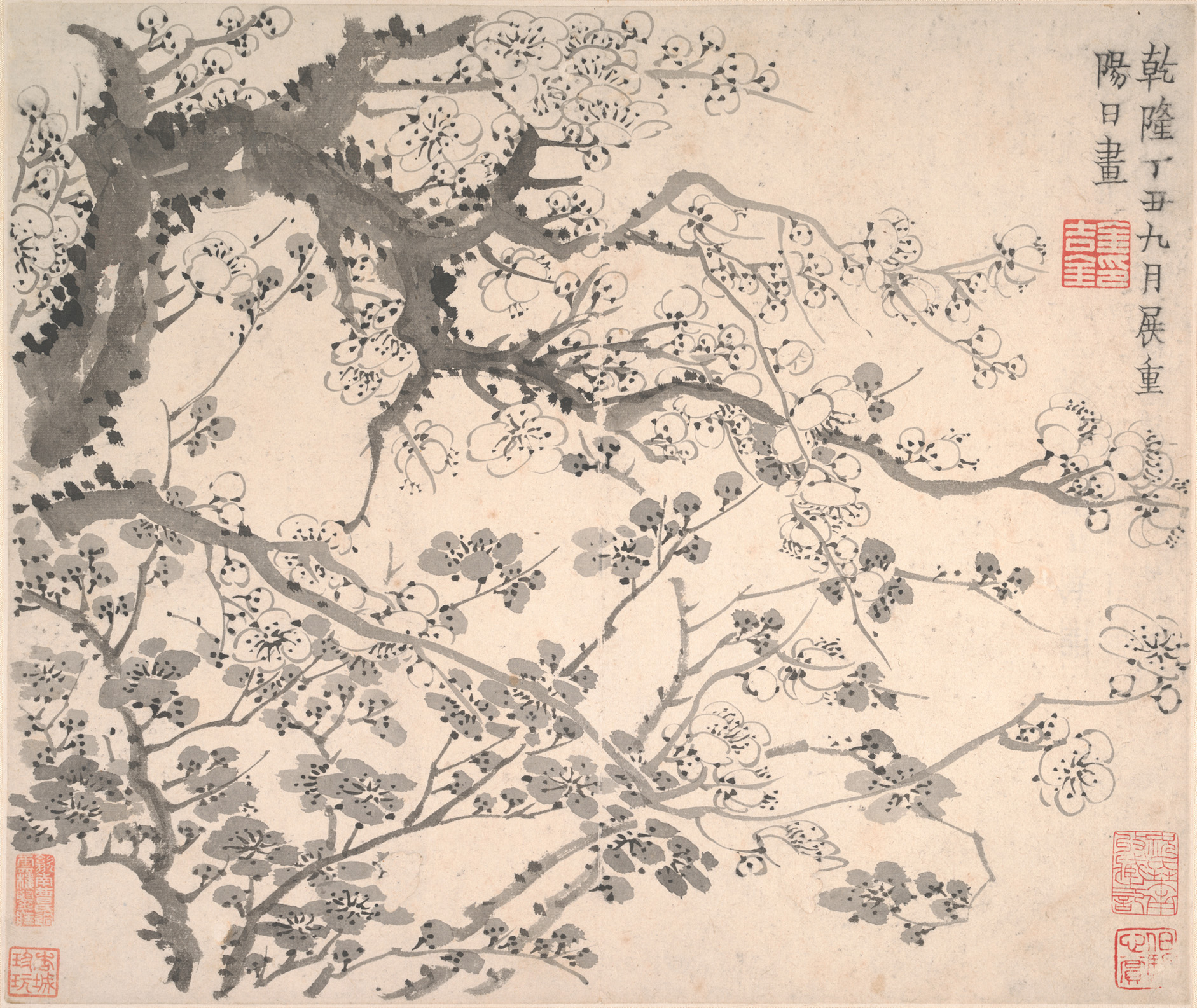 清朝晋農梅の花アルバム|梅の花