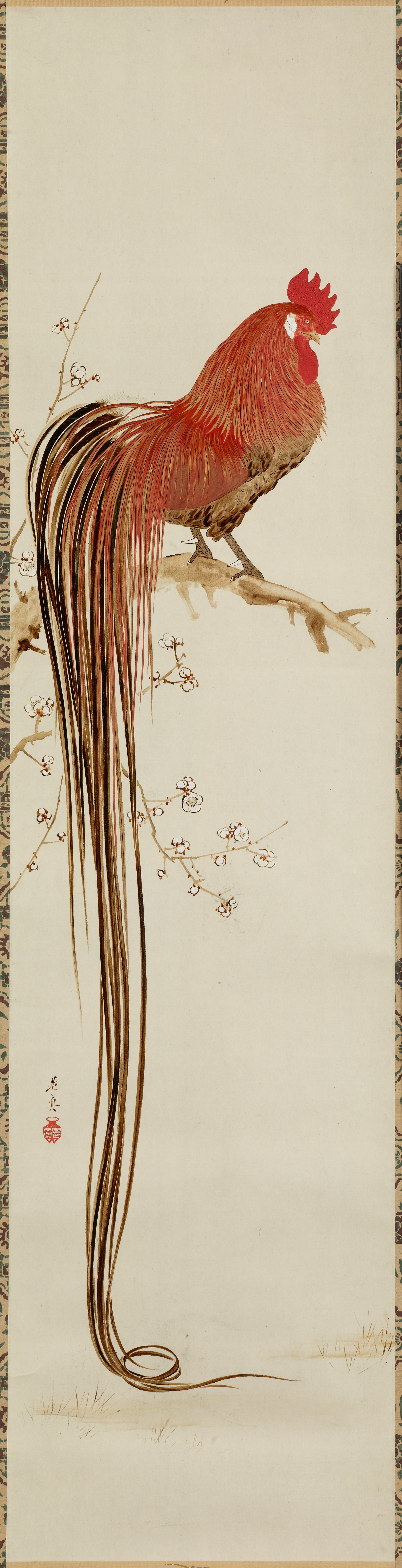 尾長鶏