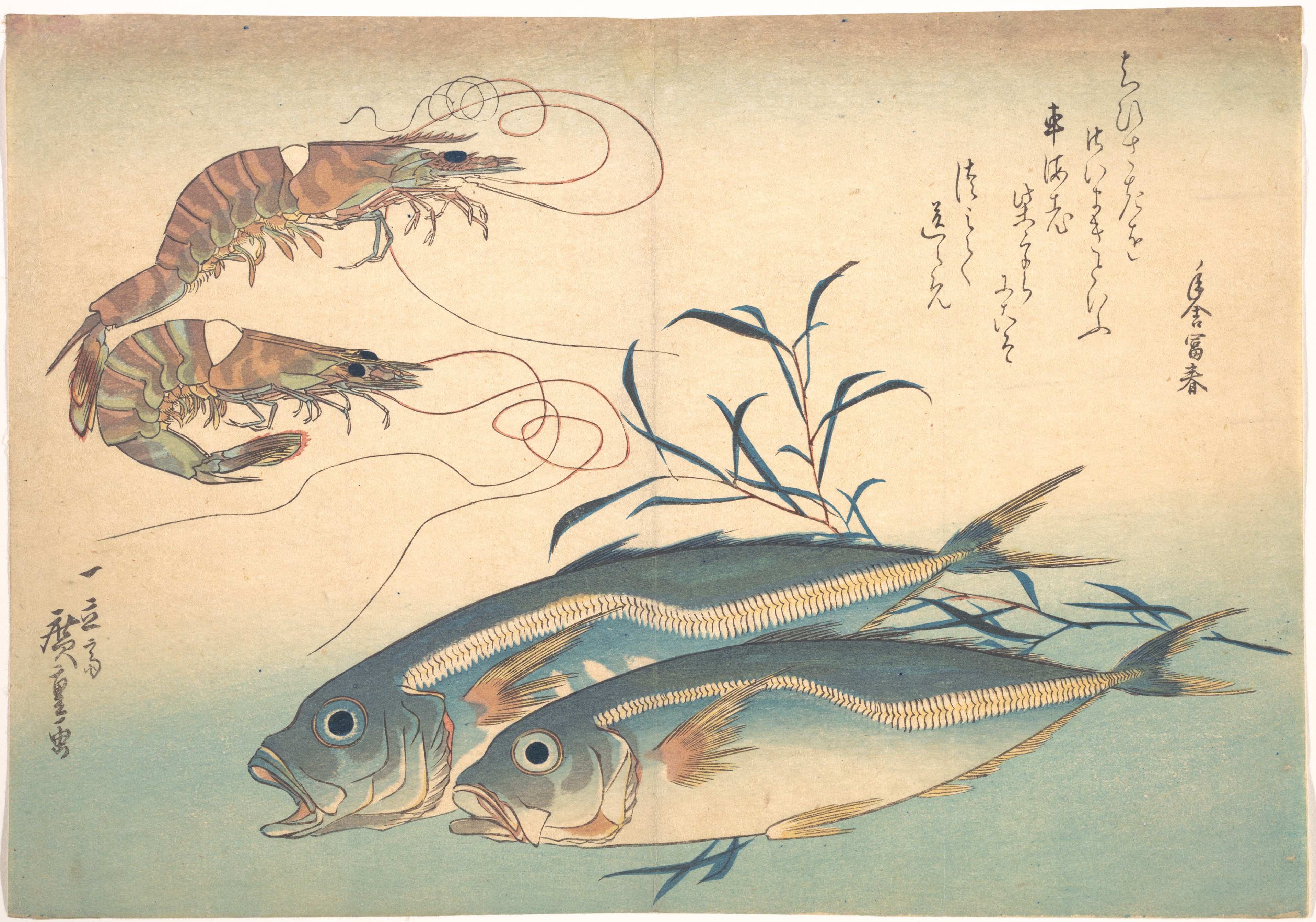 魚づくし　車海老　鯵にたで
