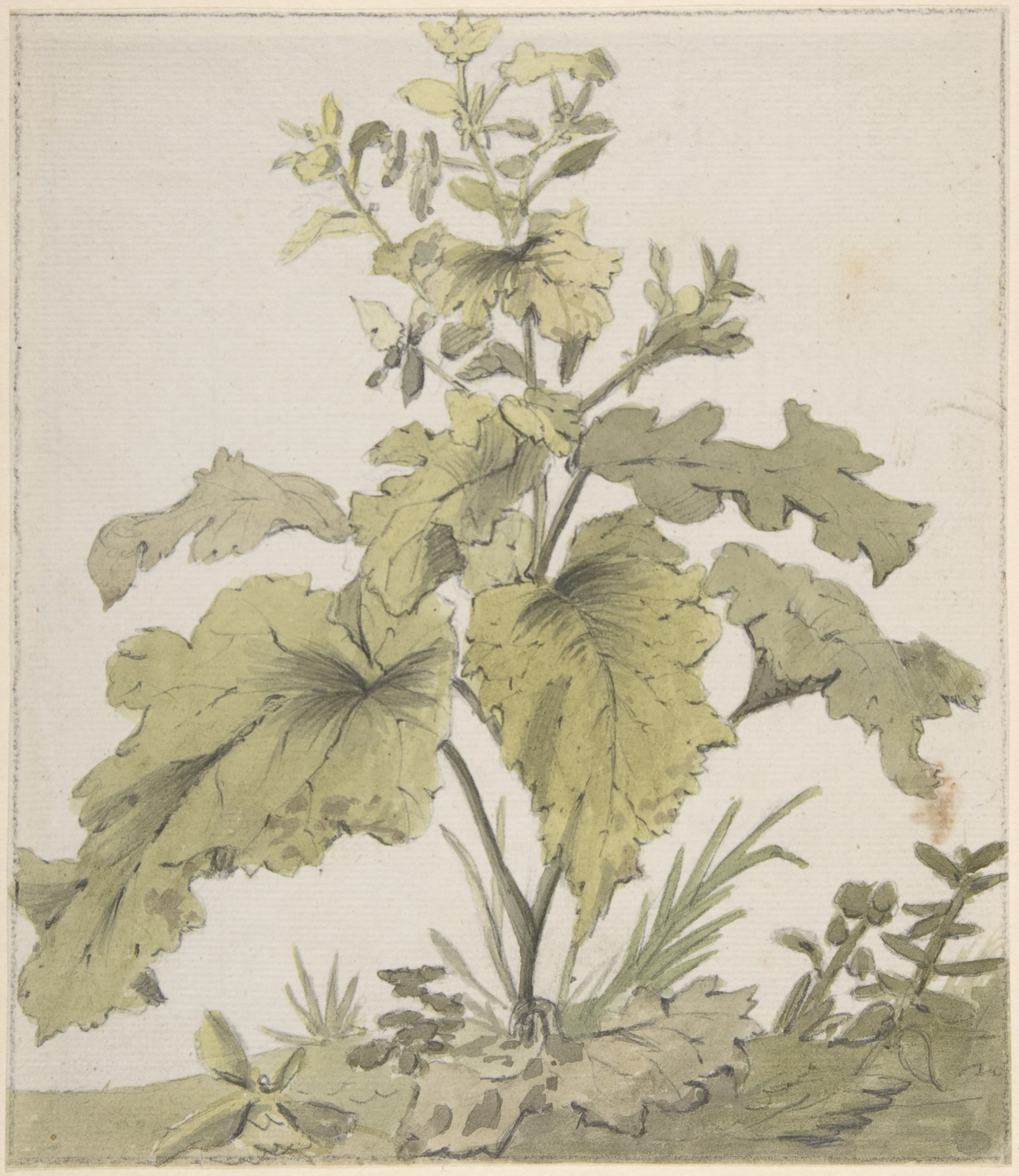 植物の習作