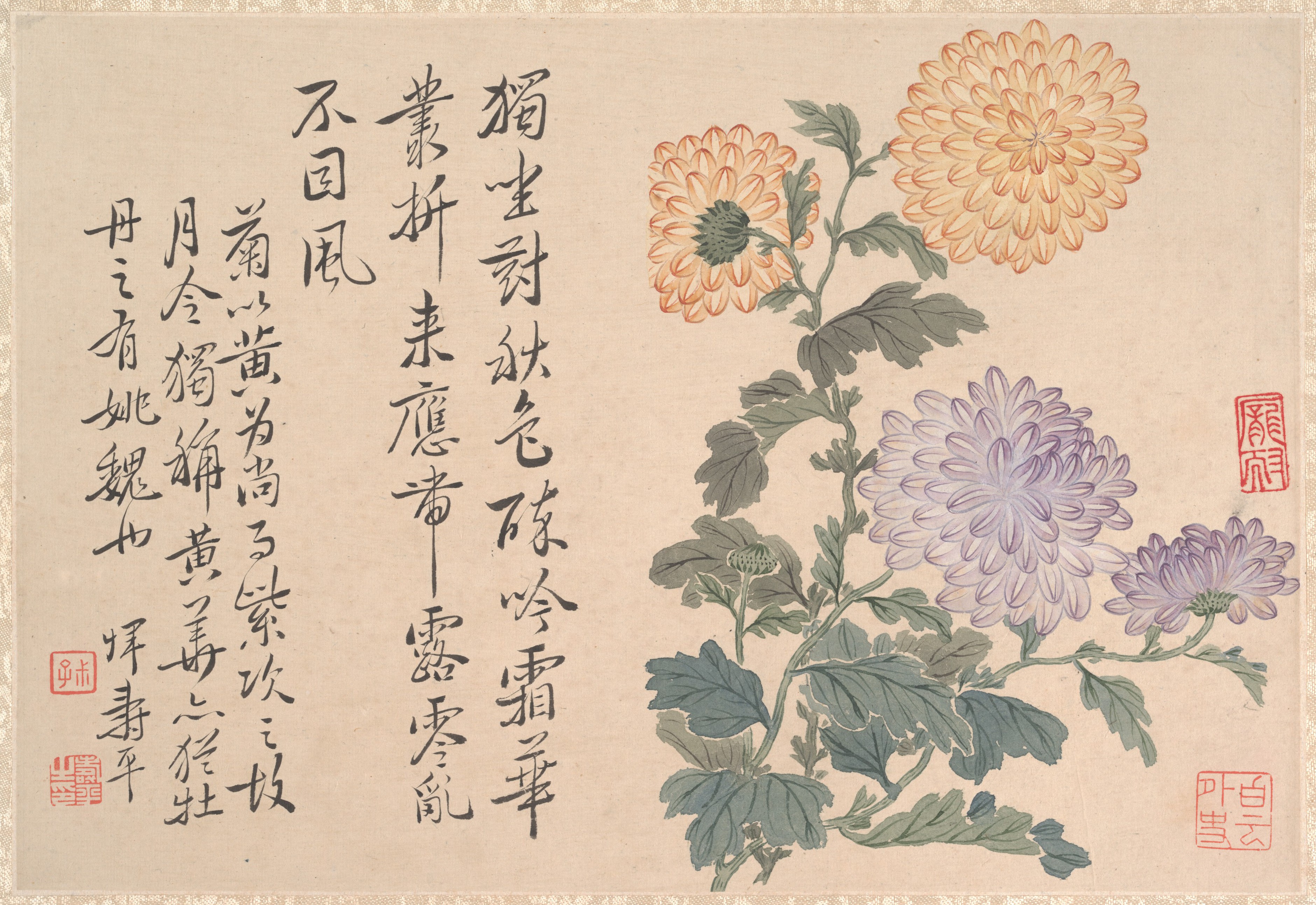 清朝のユン寿平菊アルバム |菊