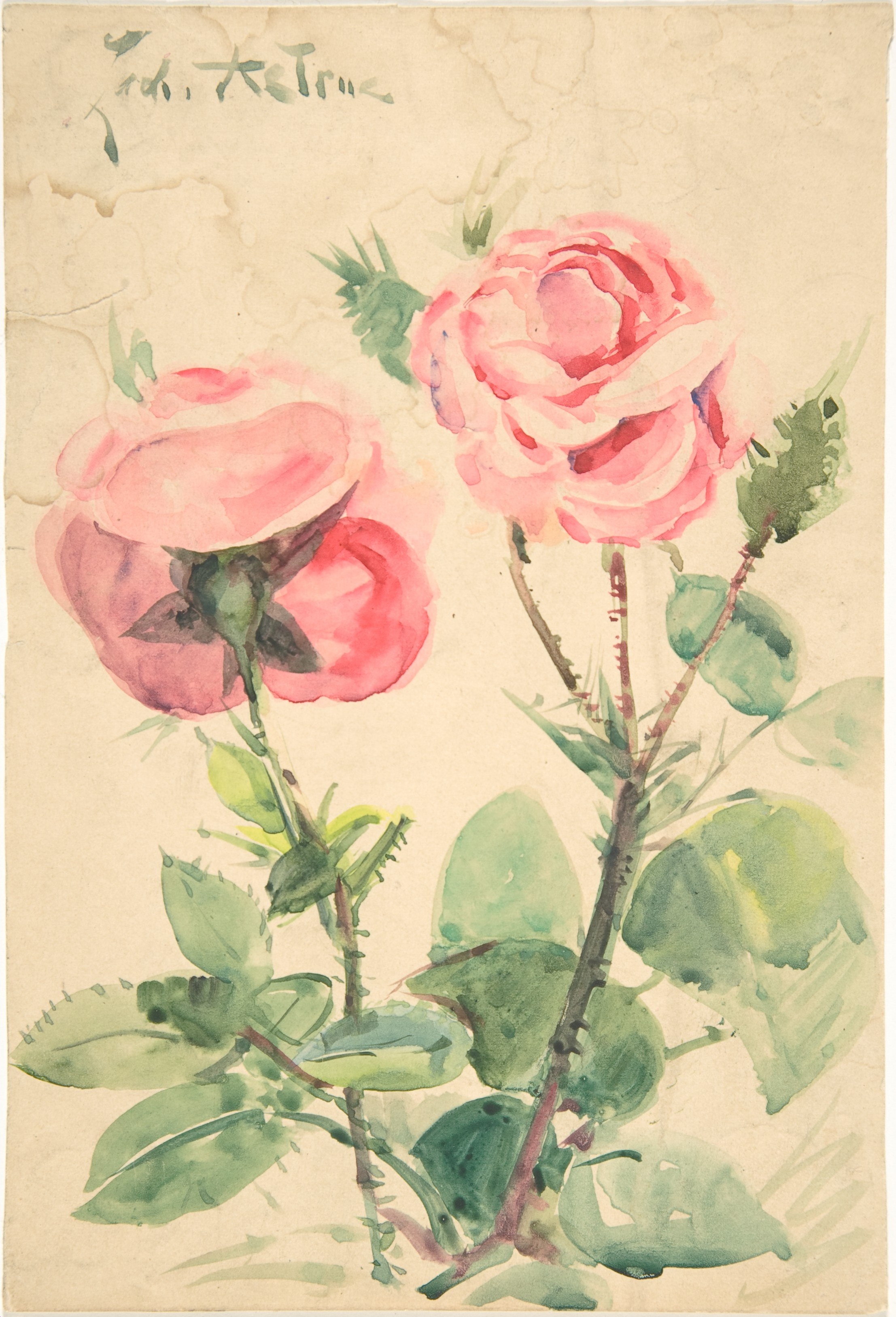二輪の薔薇