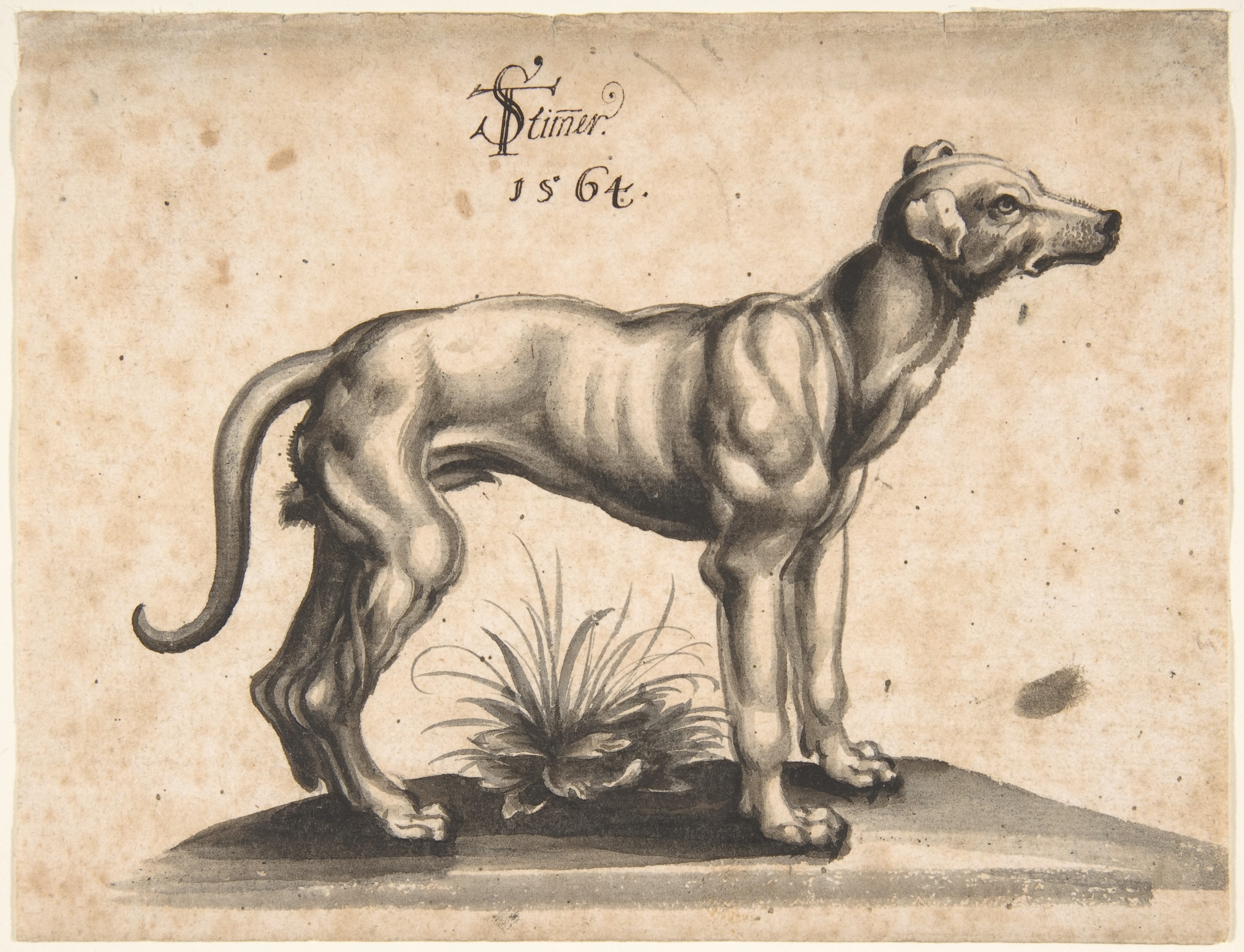 右を向いている犬