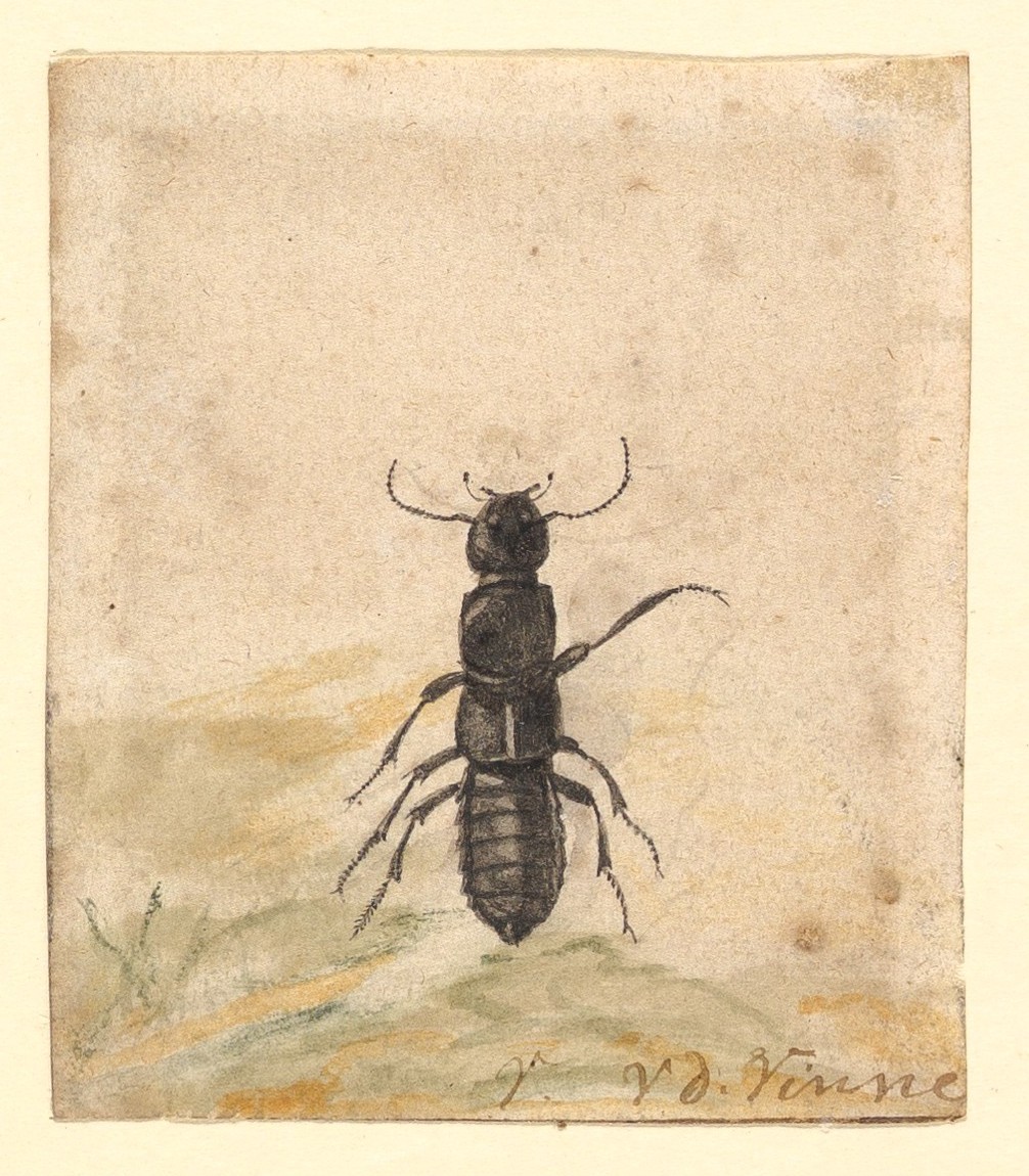 黒い甲虫