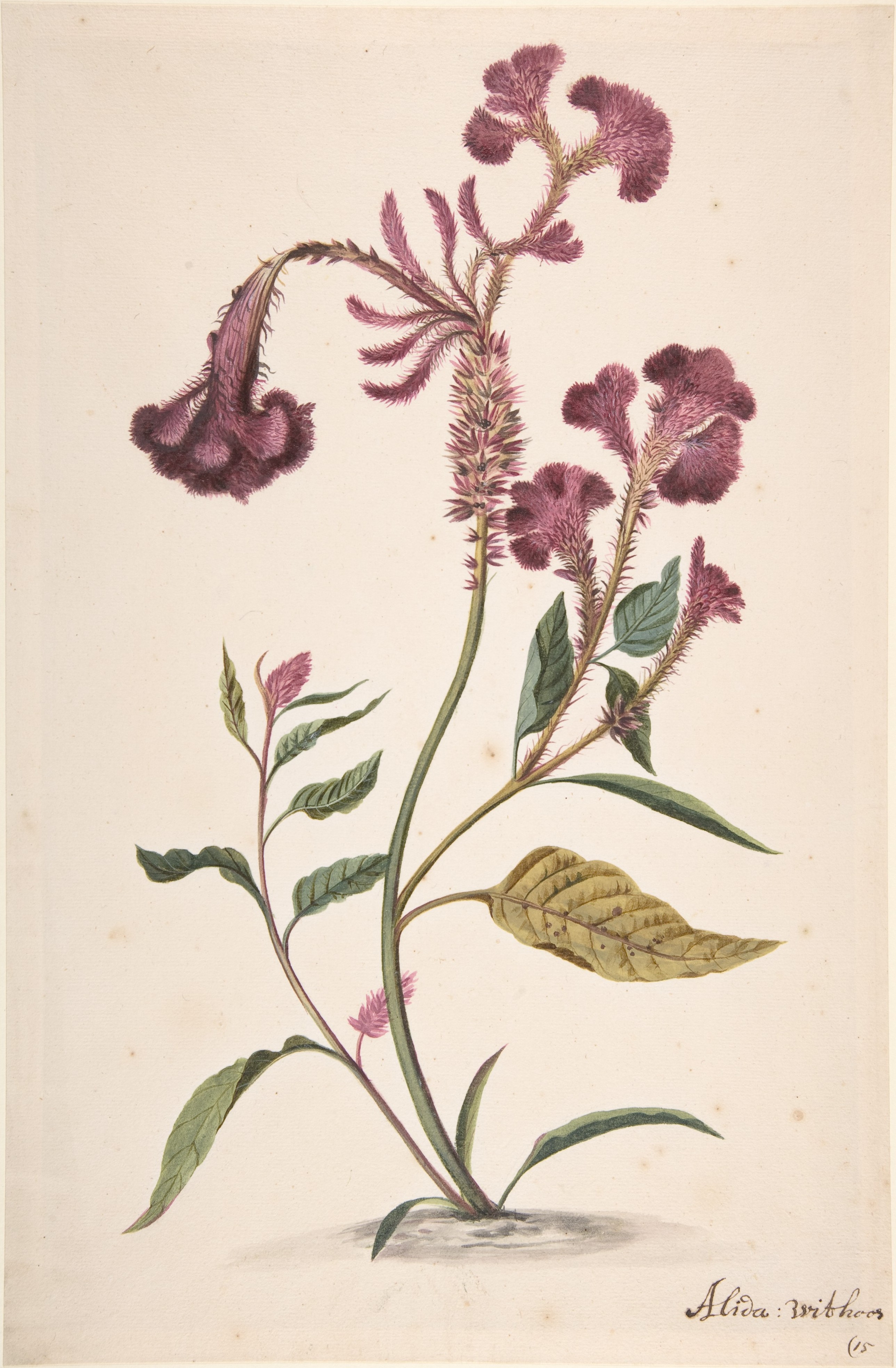 カンムリケイトウ（Celosia argentea cristata） の習作