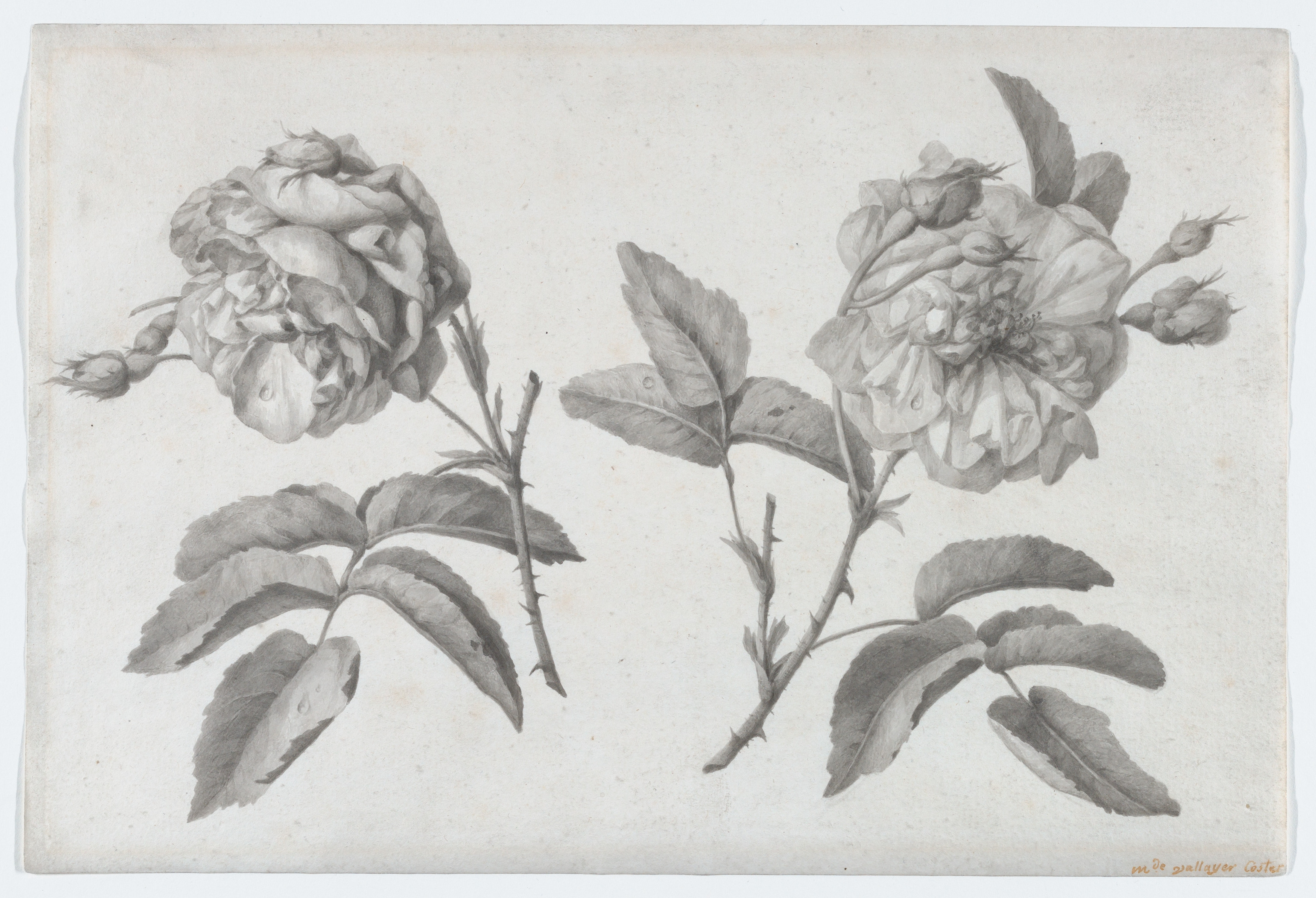 二輪の薔薇