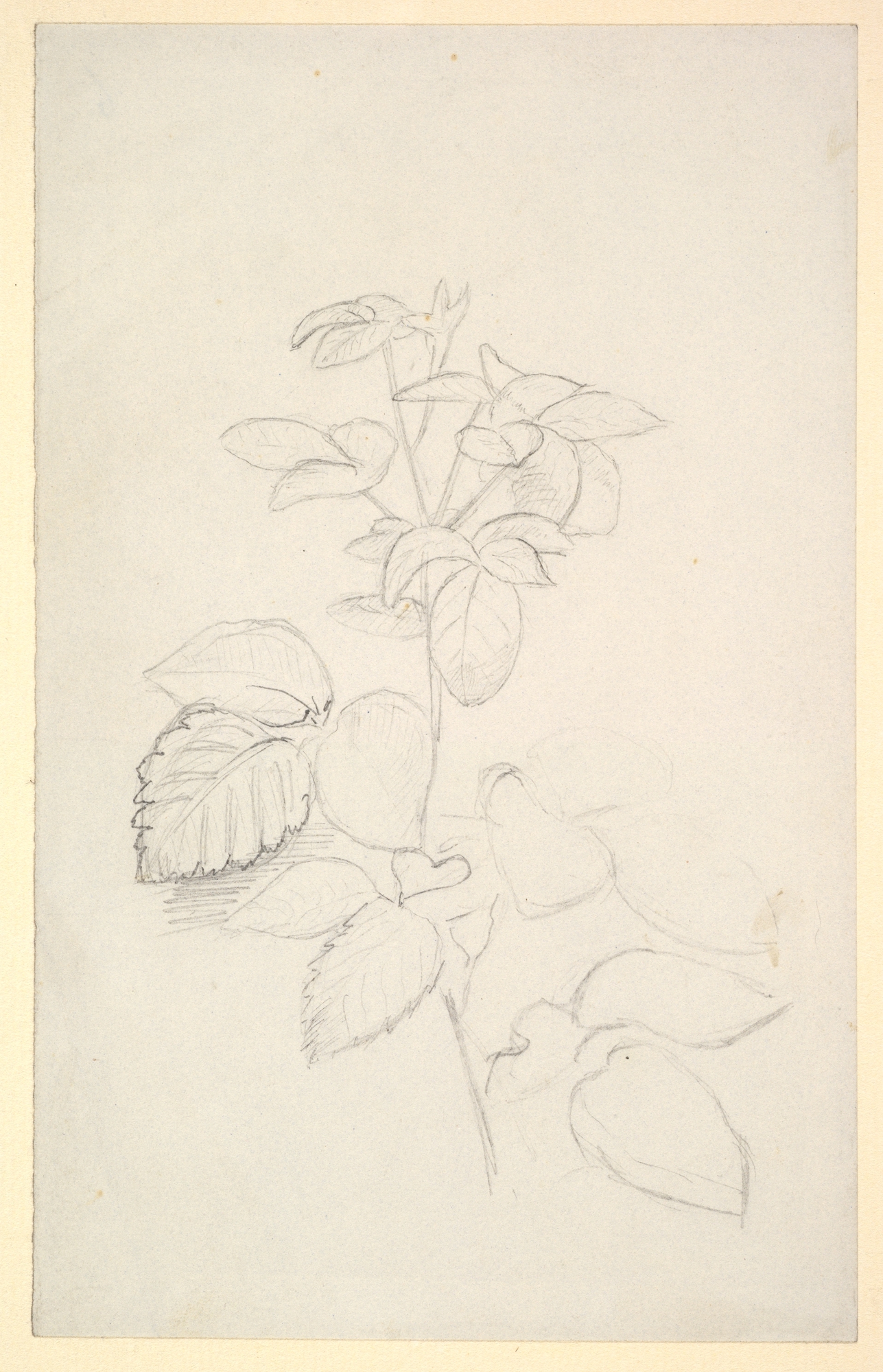 植物の習作