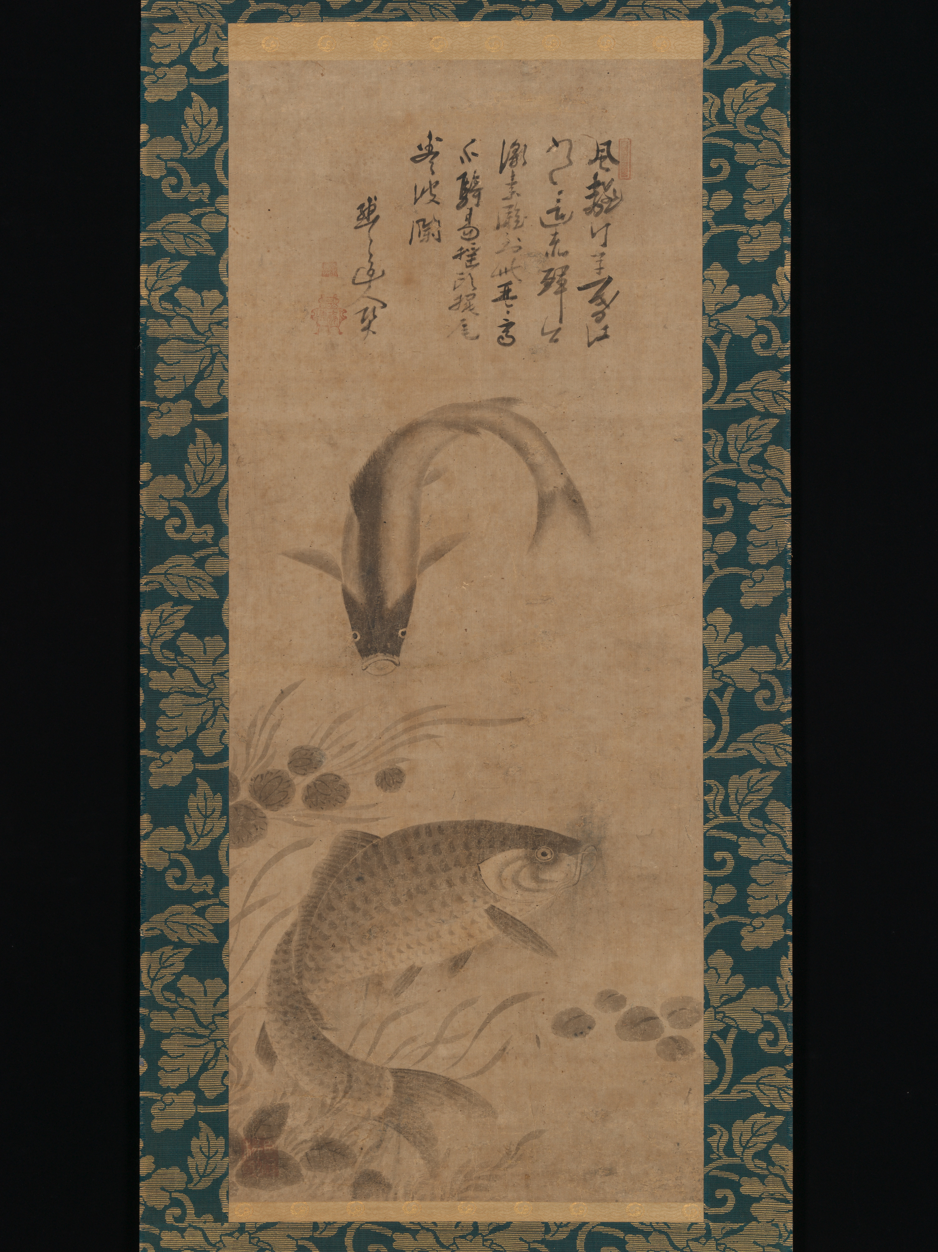 鯉と水草