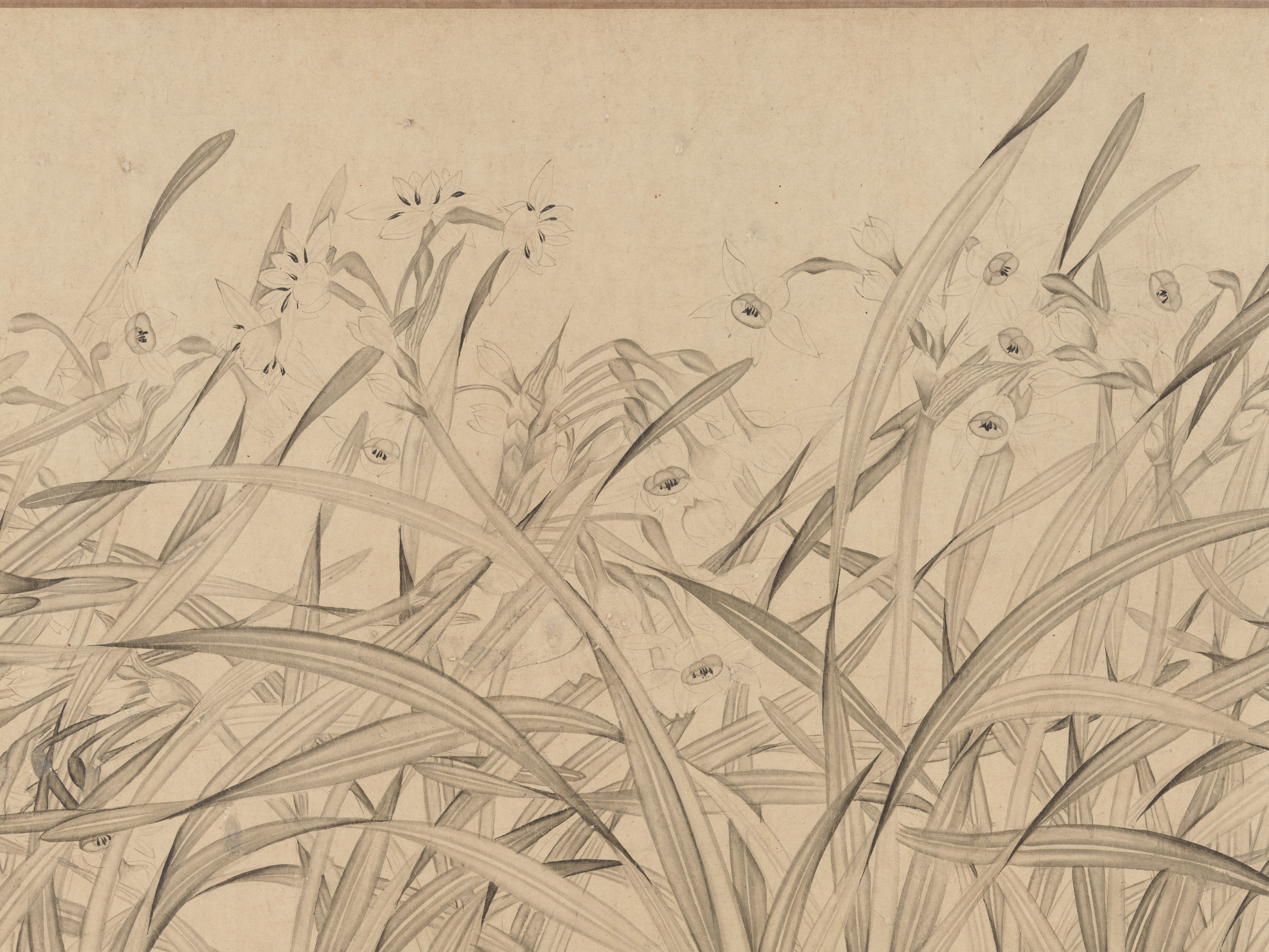 南宋時代の趙孟建水仙画巻 |水仙