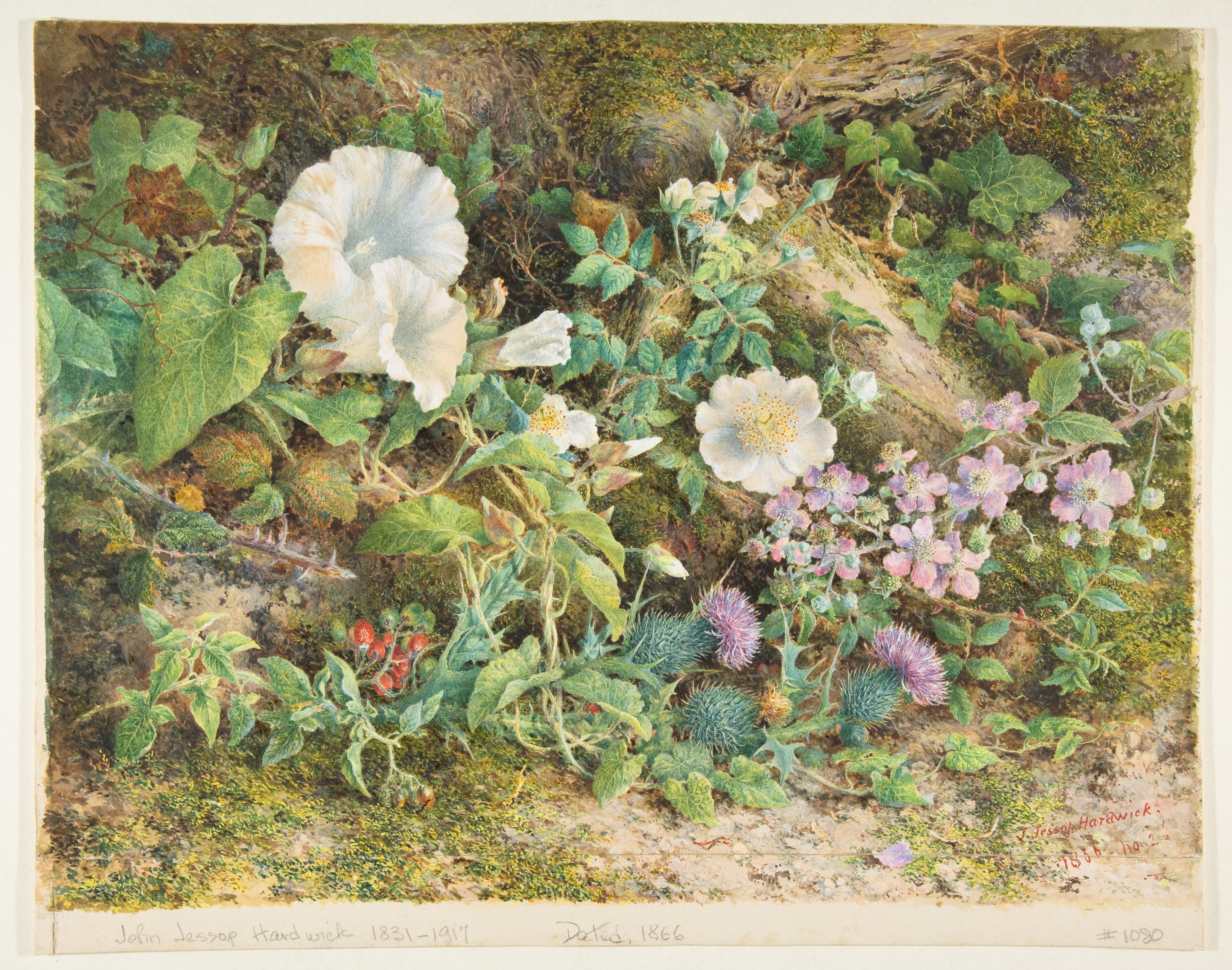 花の習作