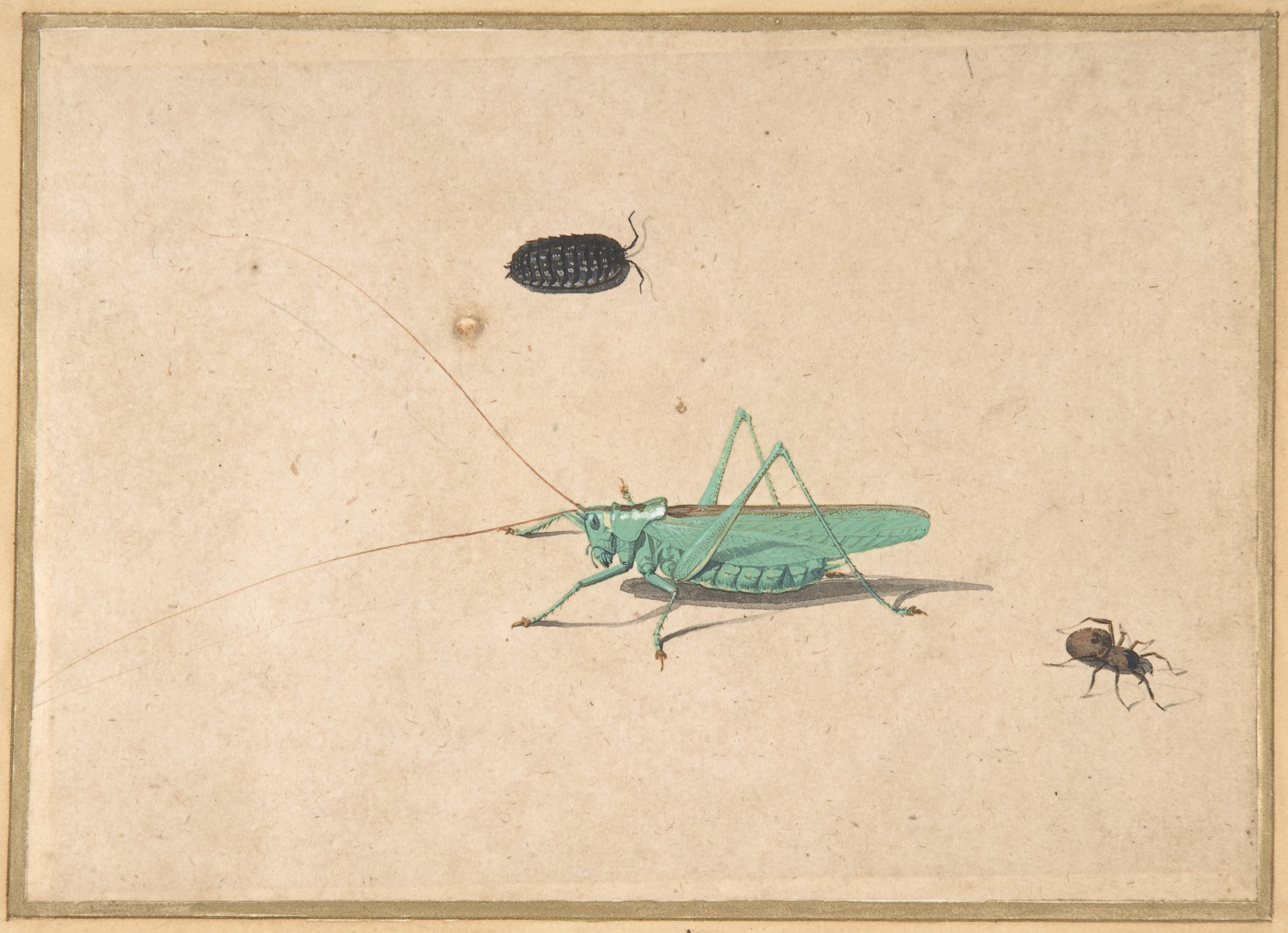 オオグリーンブッシュコオロギ（Tettigorica viridissima Linneaeus）、クリオニオナグモ、カブトムシ