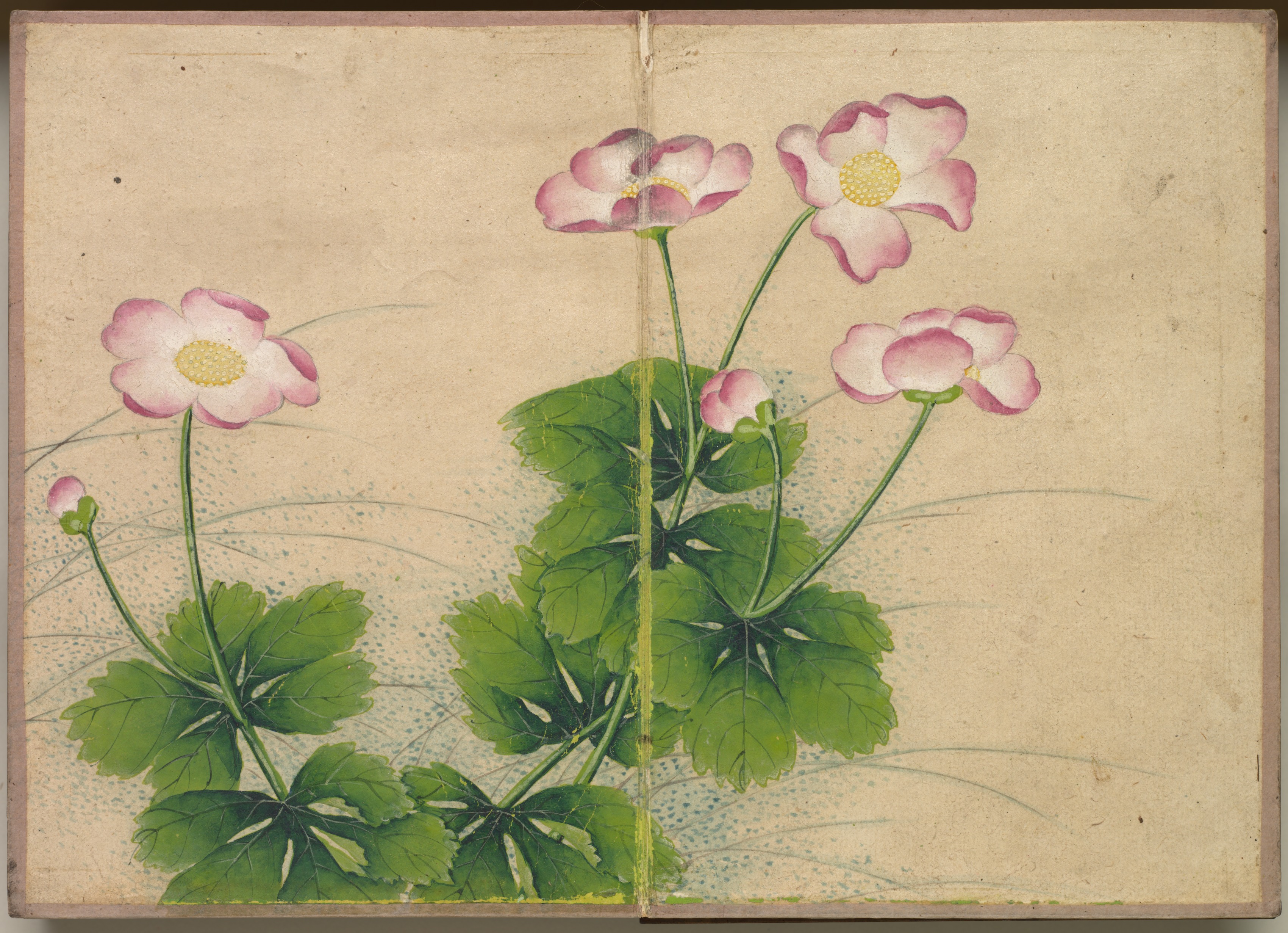 机上画帖：花鳥画（葵の花）