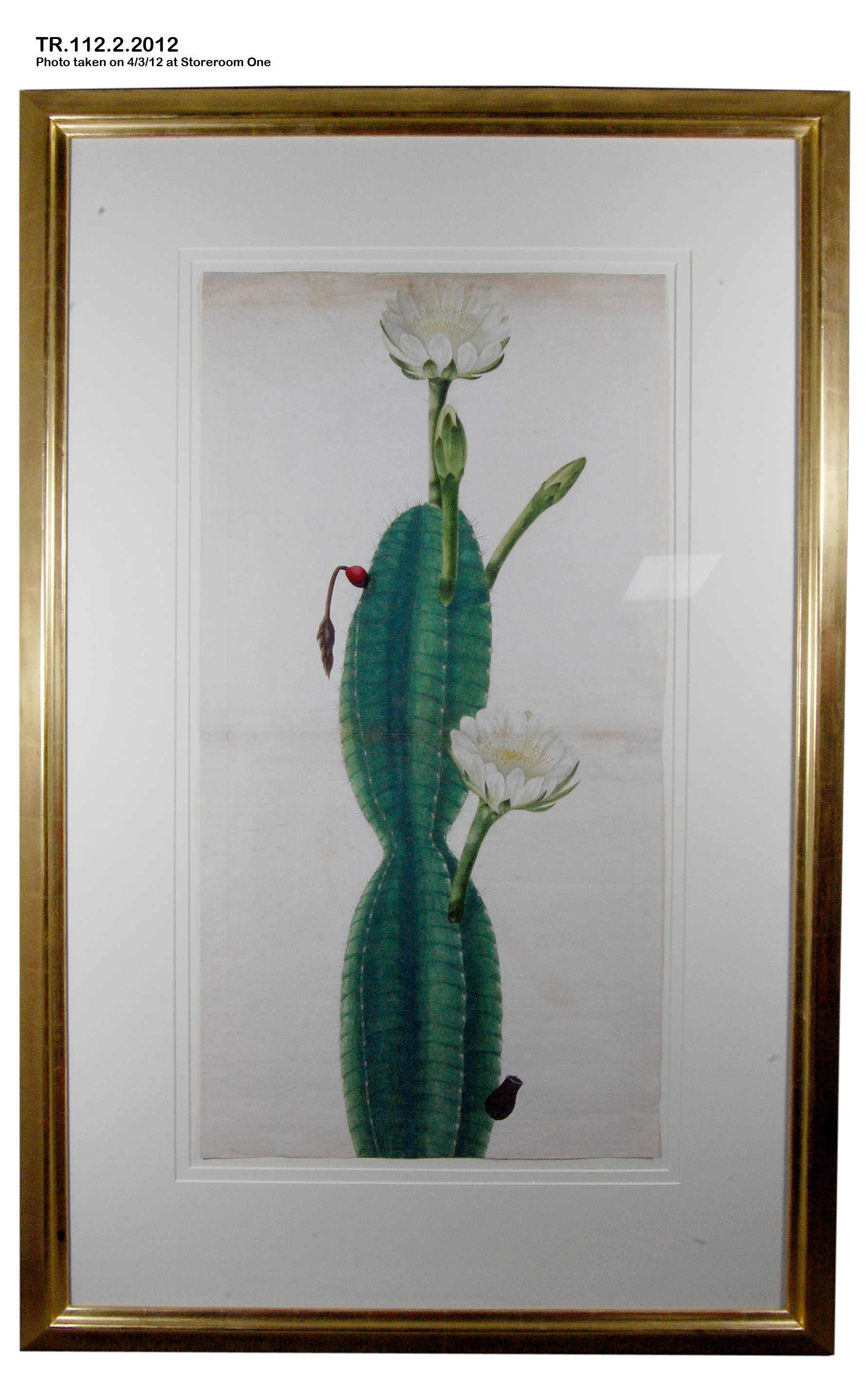 花のサボテン植物