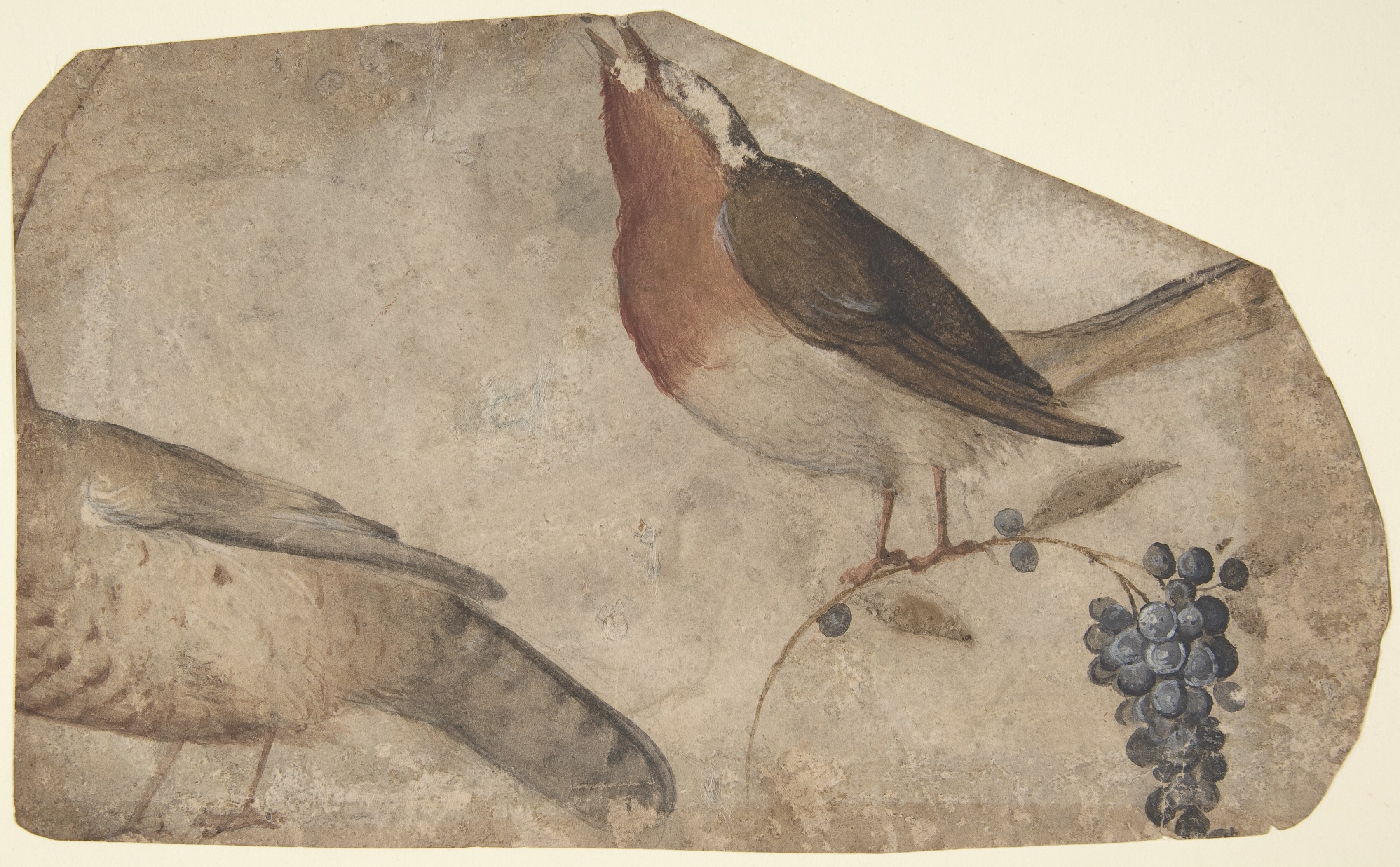 ブドウを食べる鳥（表）；ティグレス （裏）