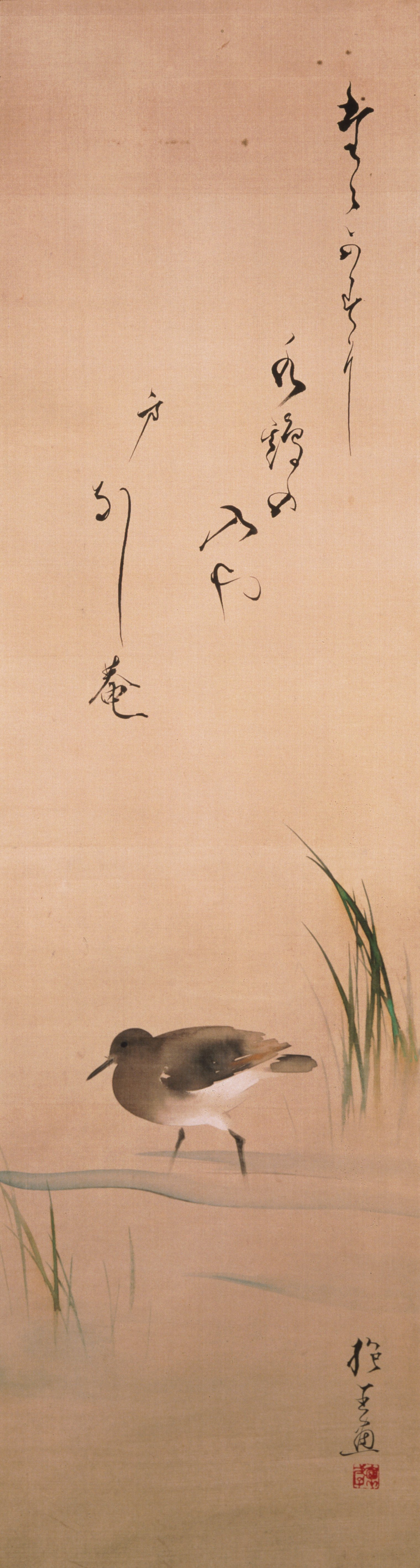 水鳥と草