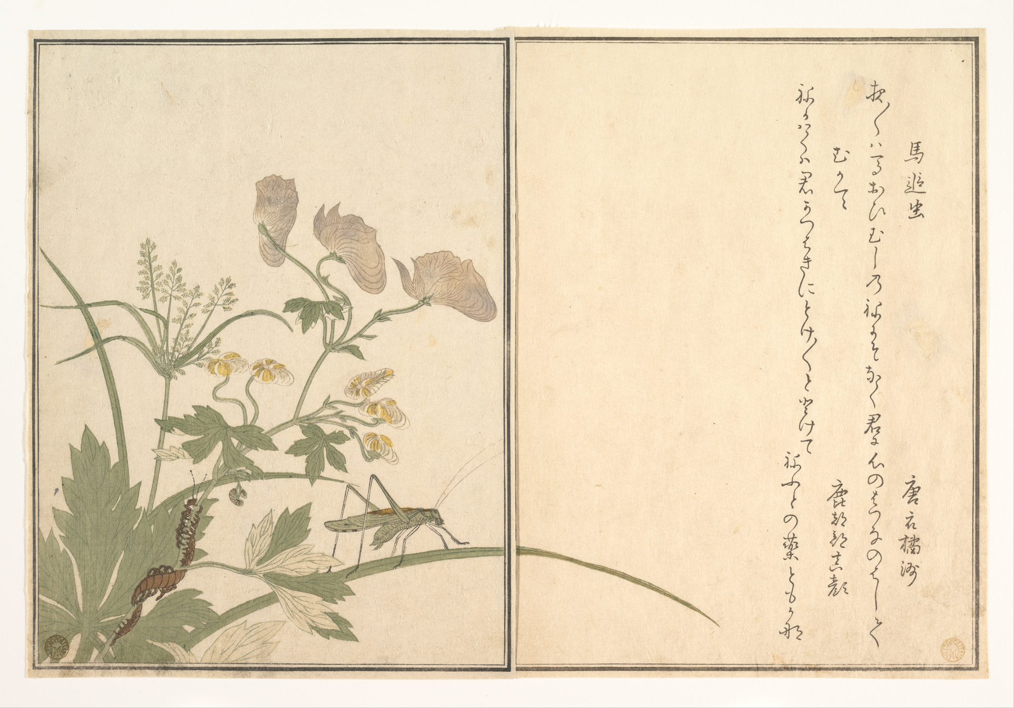 『画本虫撰』   「馬追虫」「むかて」