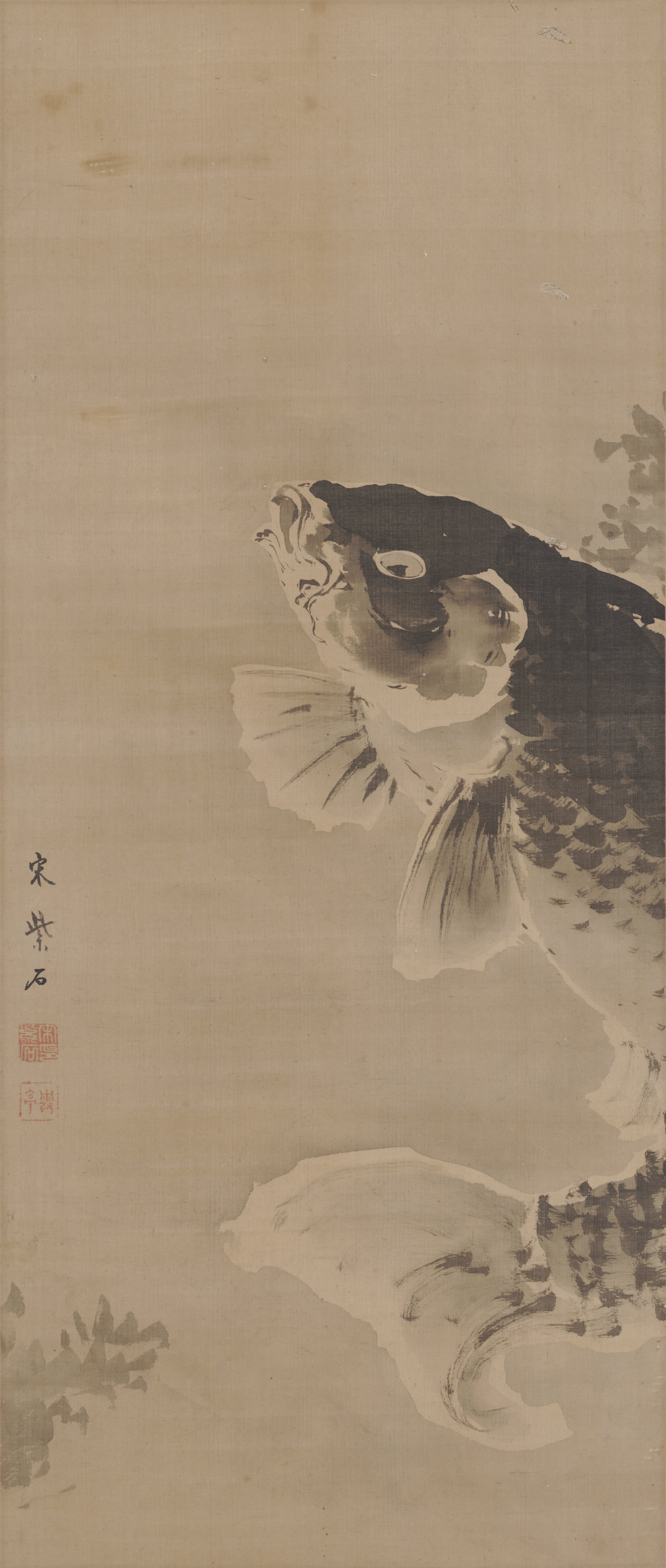 鯉