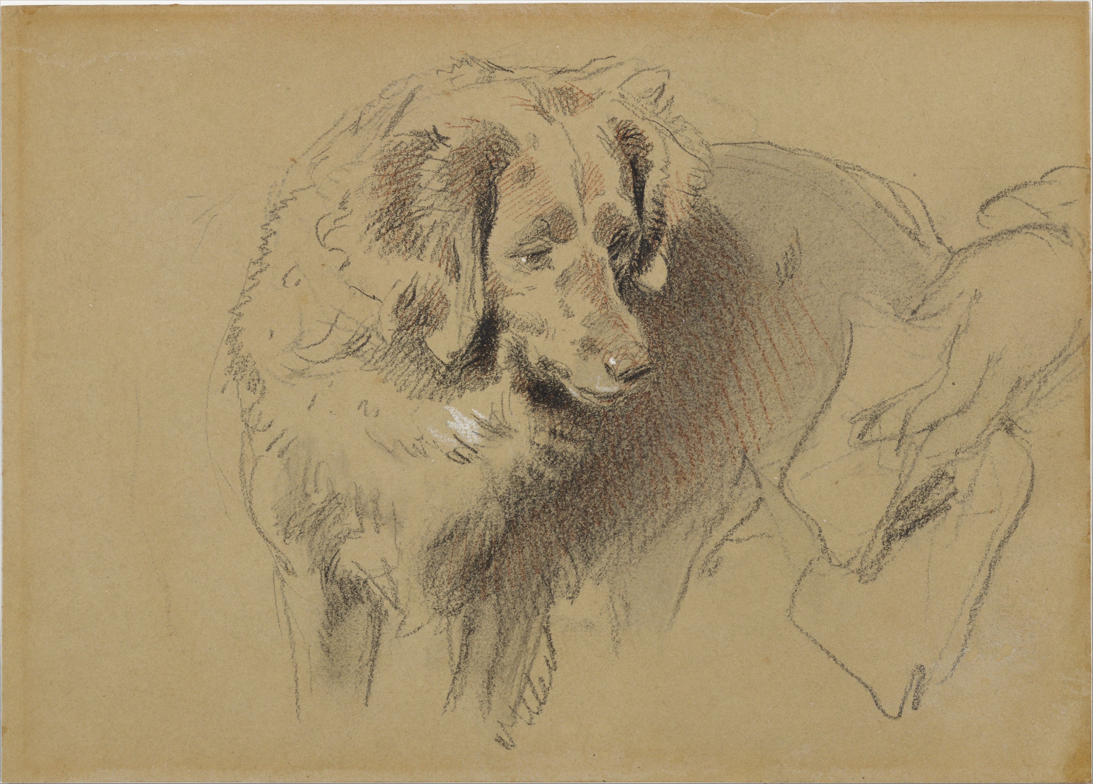 犬の習作