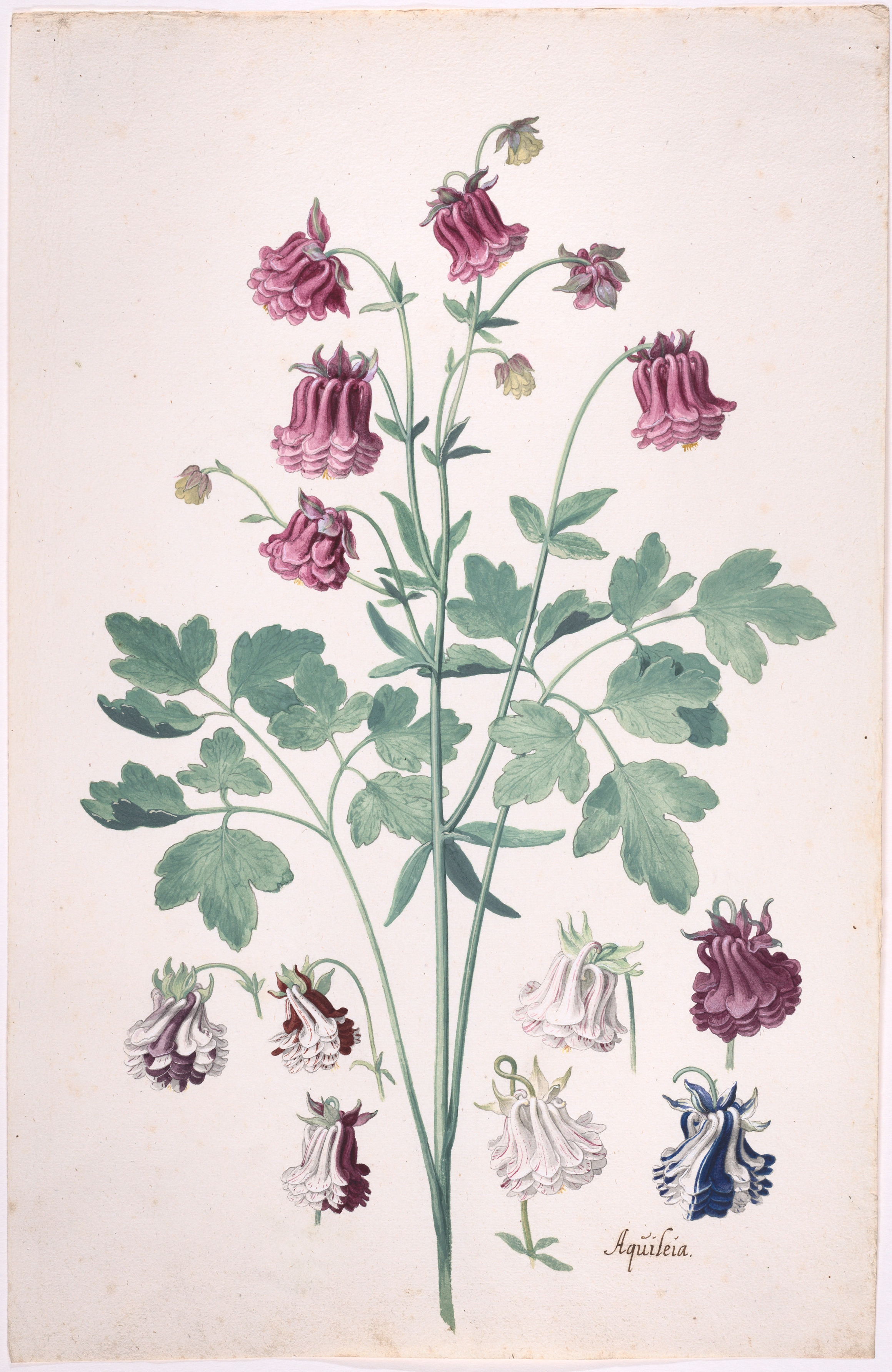 オダマキまたはおばあさんのボンネット（オダマキ）、花の追加習作あり