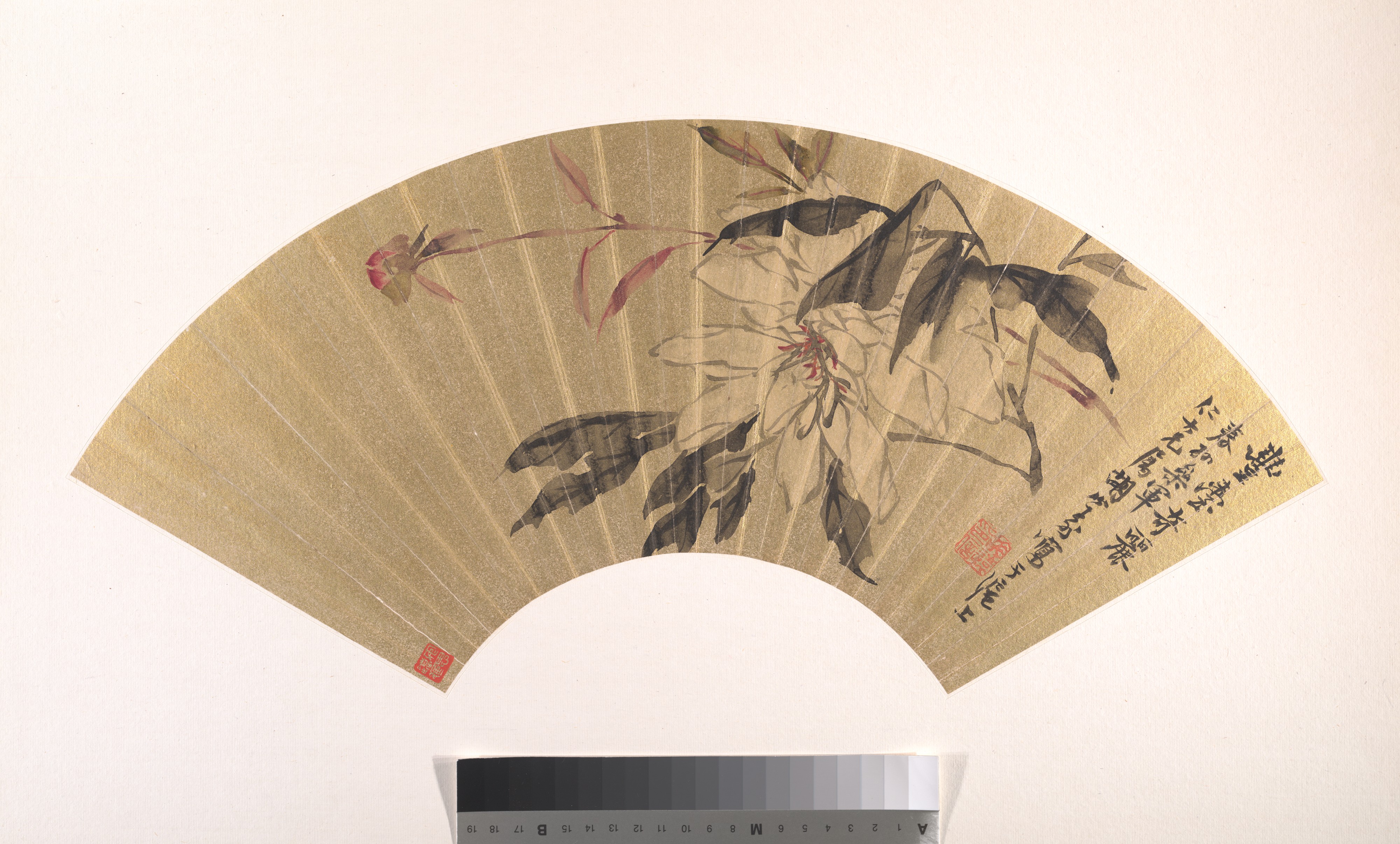 清朝の胡元牡丹扇 |草本の牡丹
