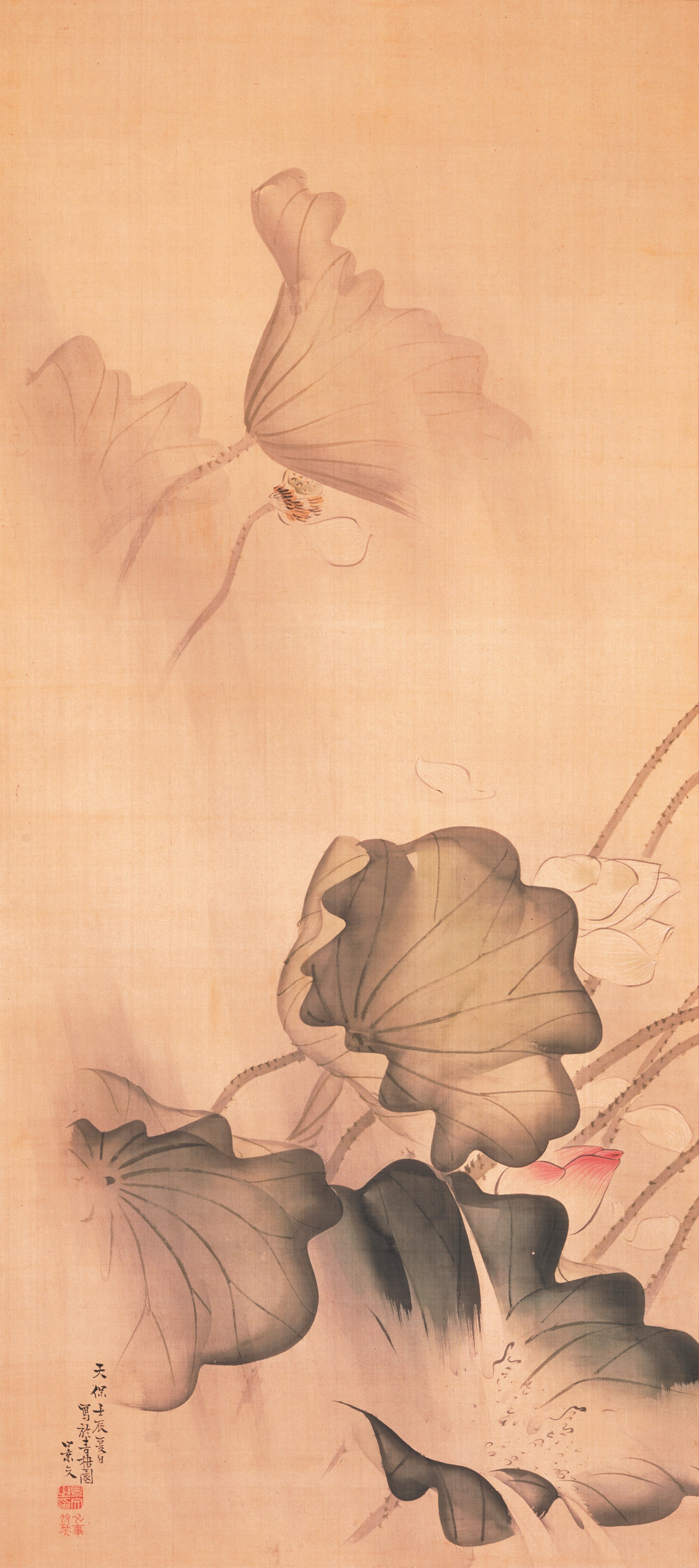 雨中の蓮