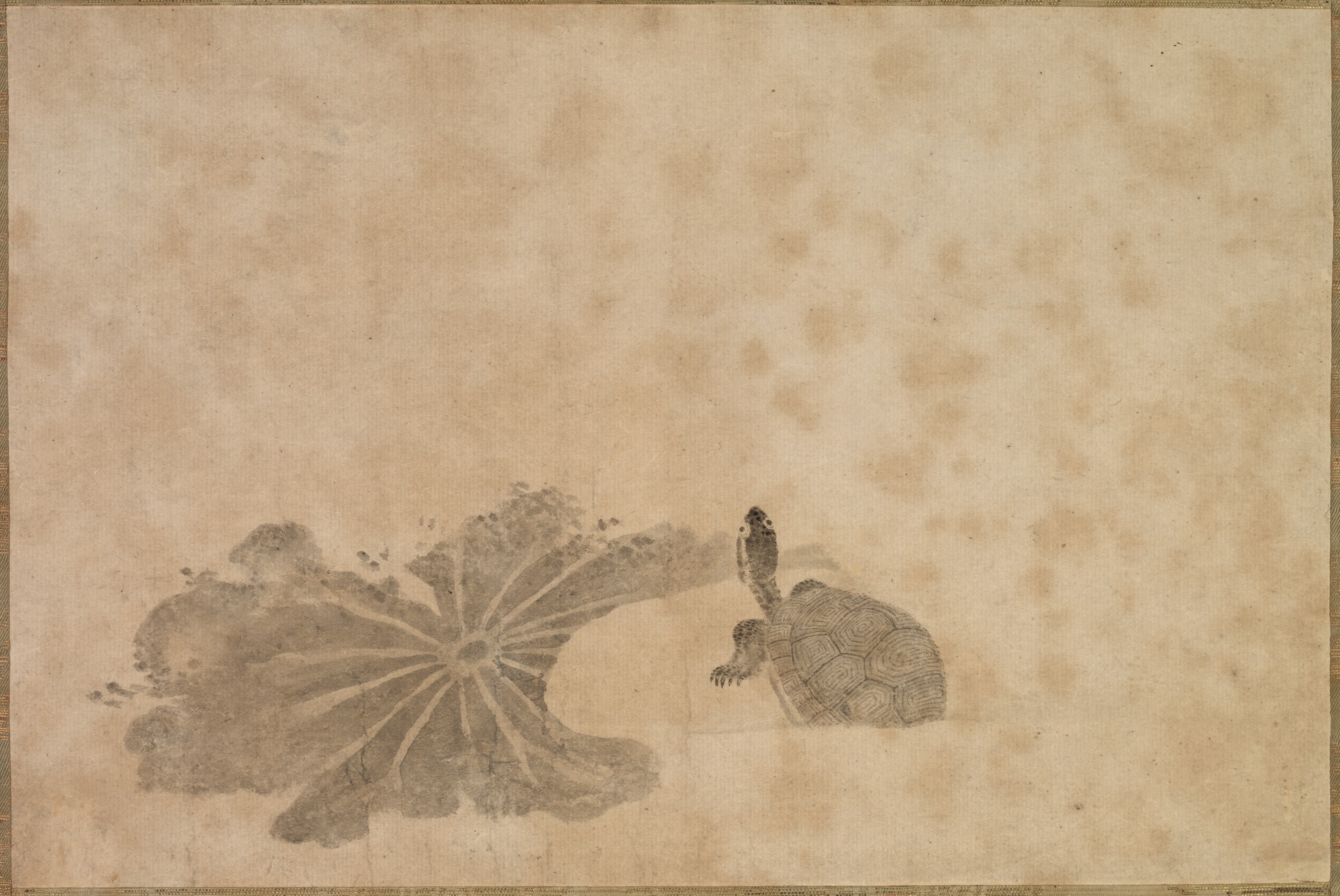 蓮池の亀