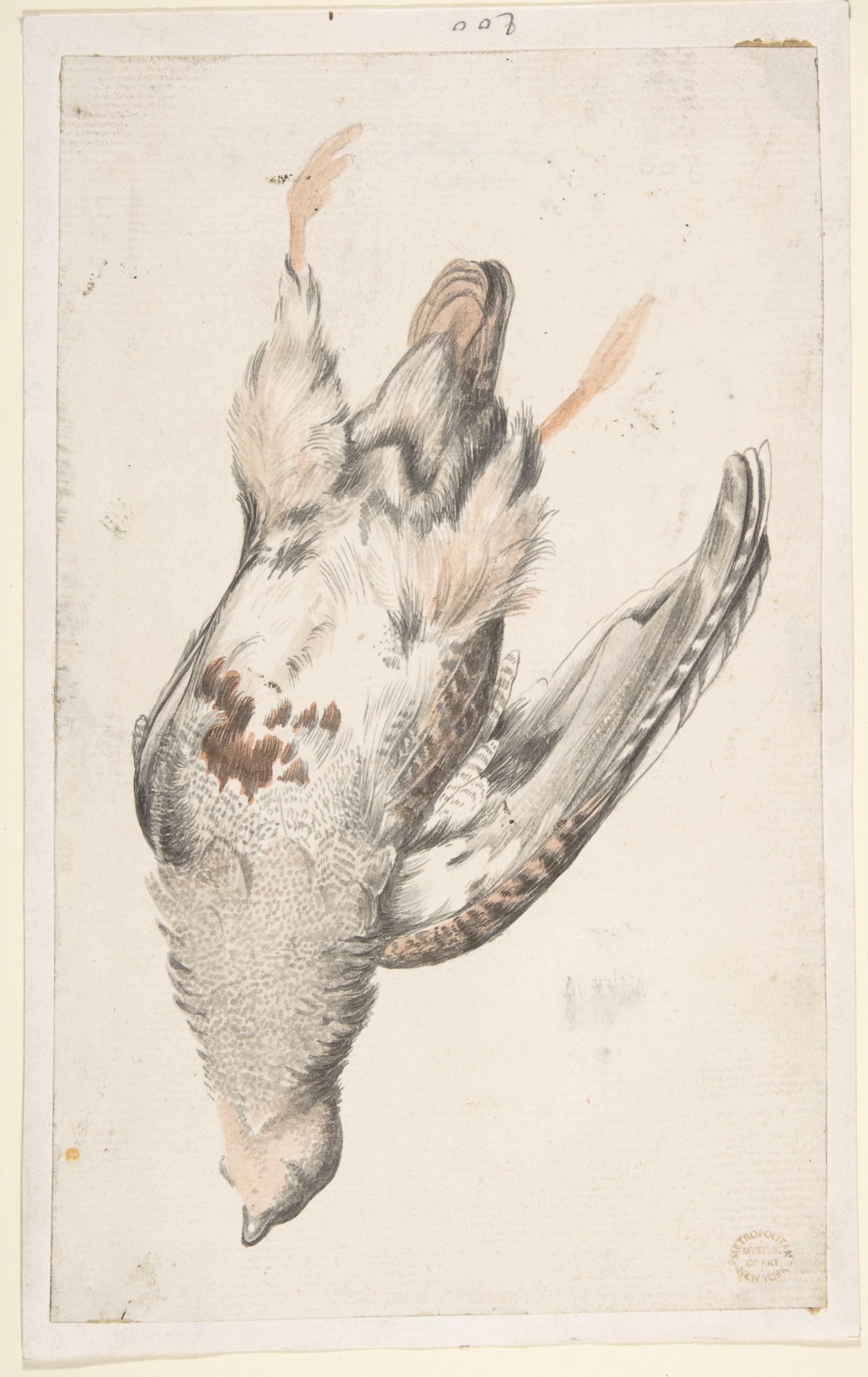 下から見た死んだ鳥（ウズラ？）
