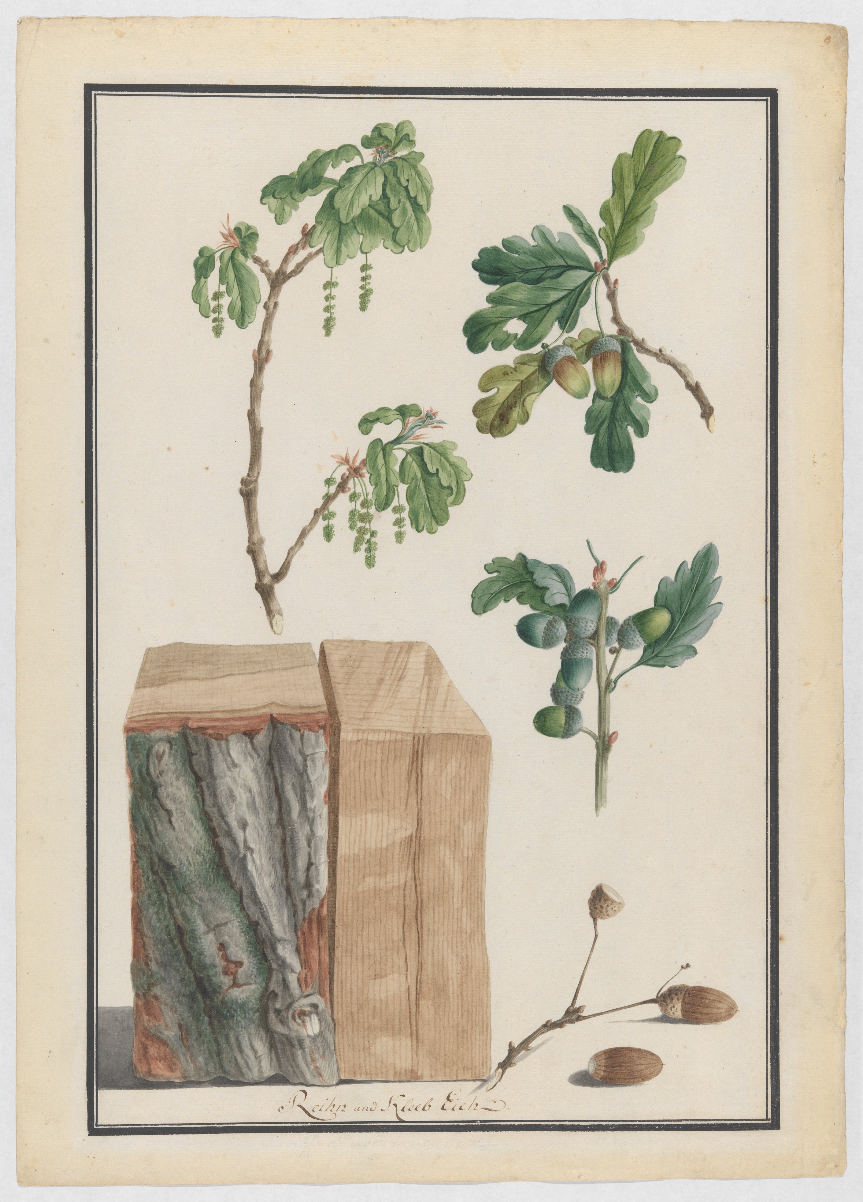 イングリッシュオーク（Quercus robur） の花、果実、幹の習作
