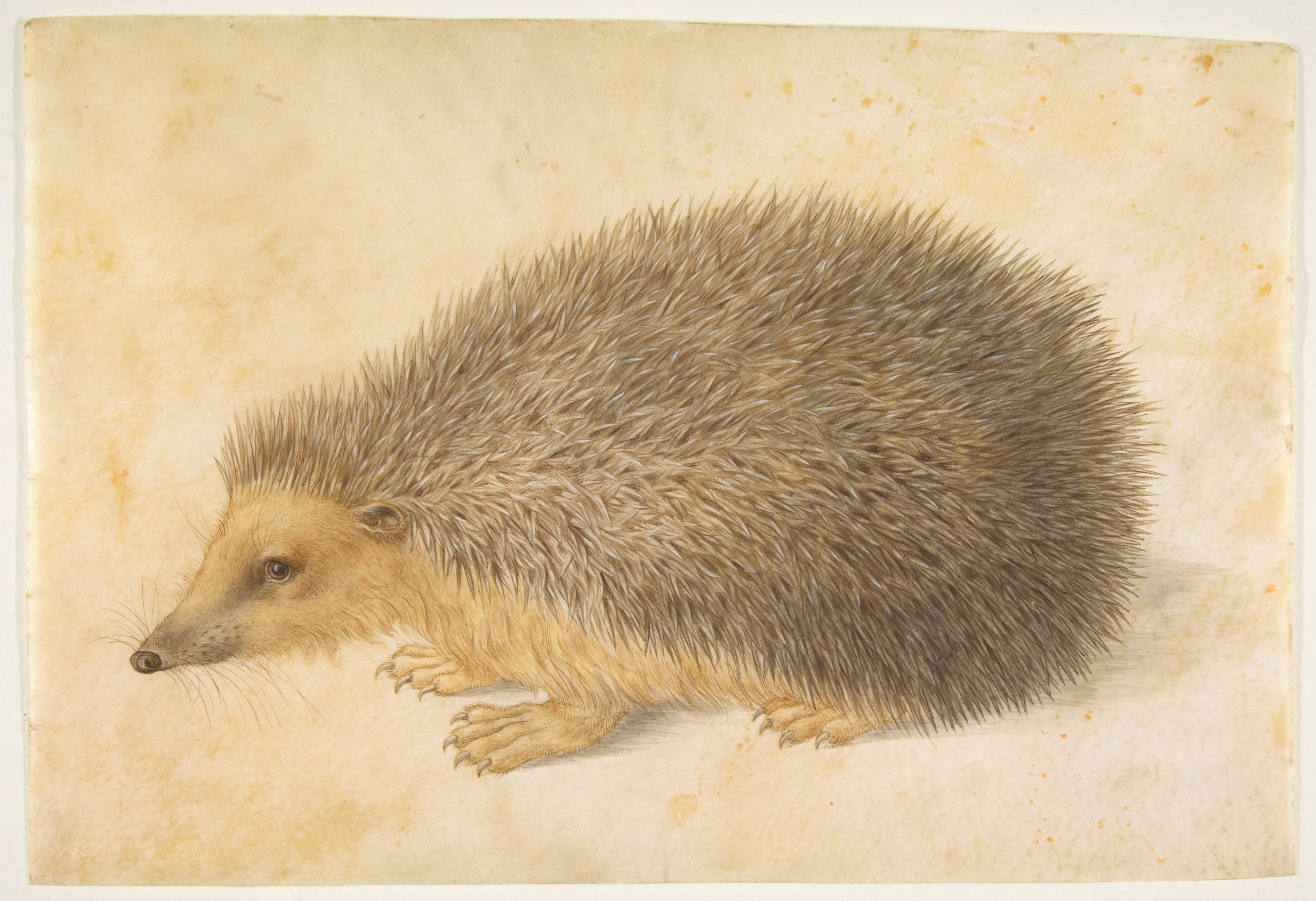 ハリネズミ（Erinaceus roumanicus）
