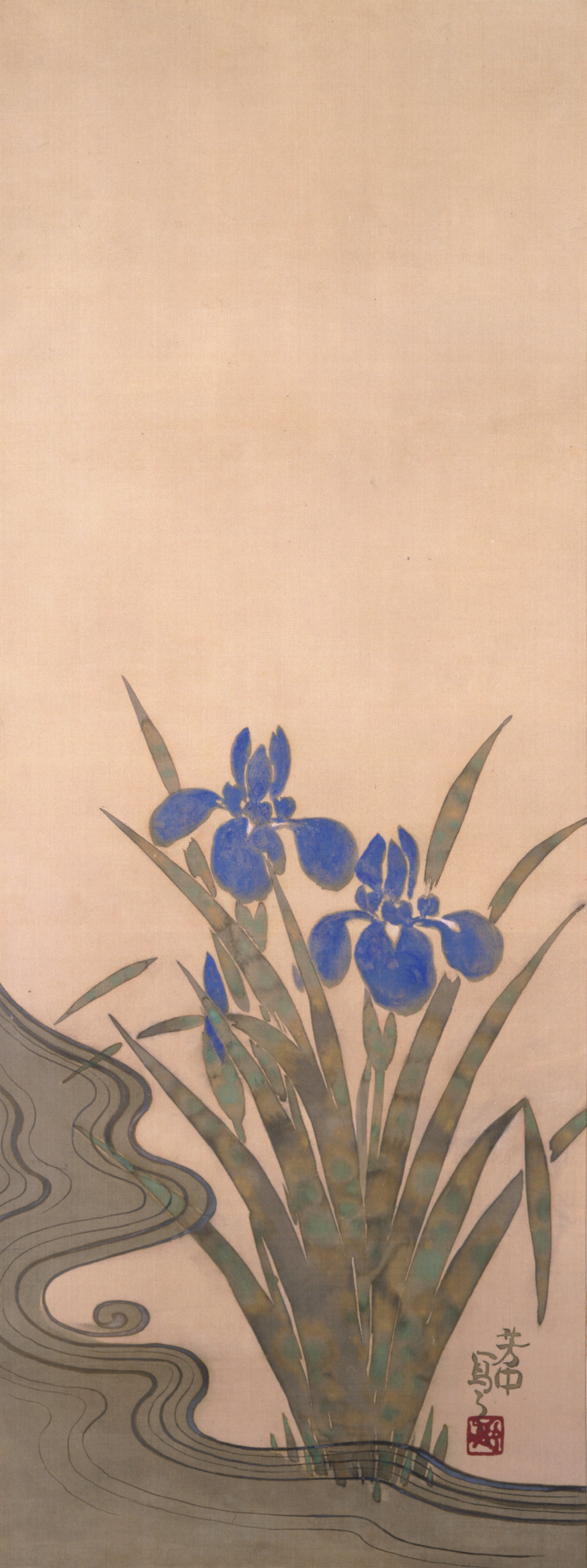 青い菖蒲