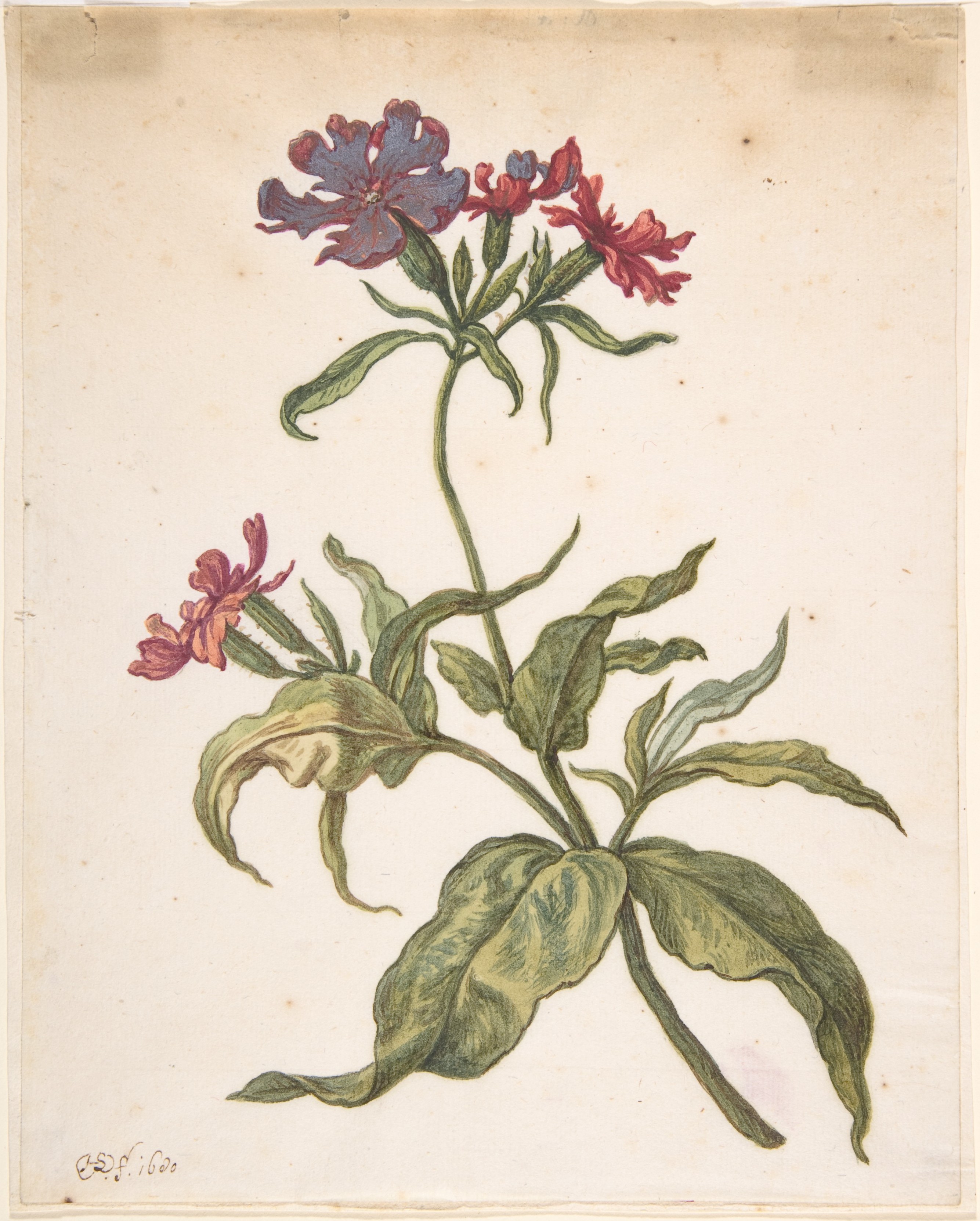 アカフライ（Lychnis hirsuta） の習作