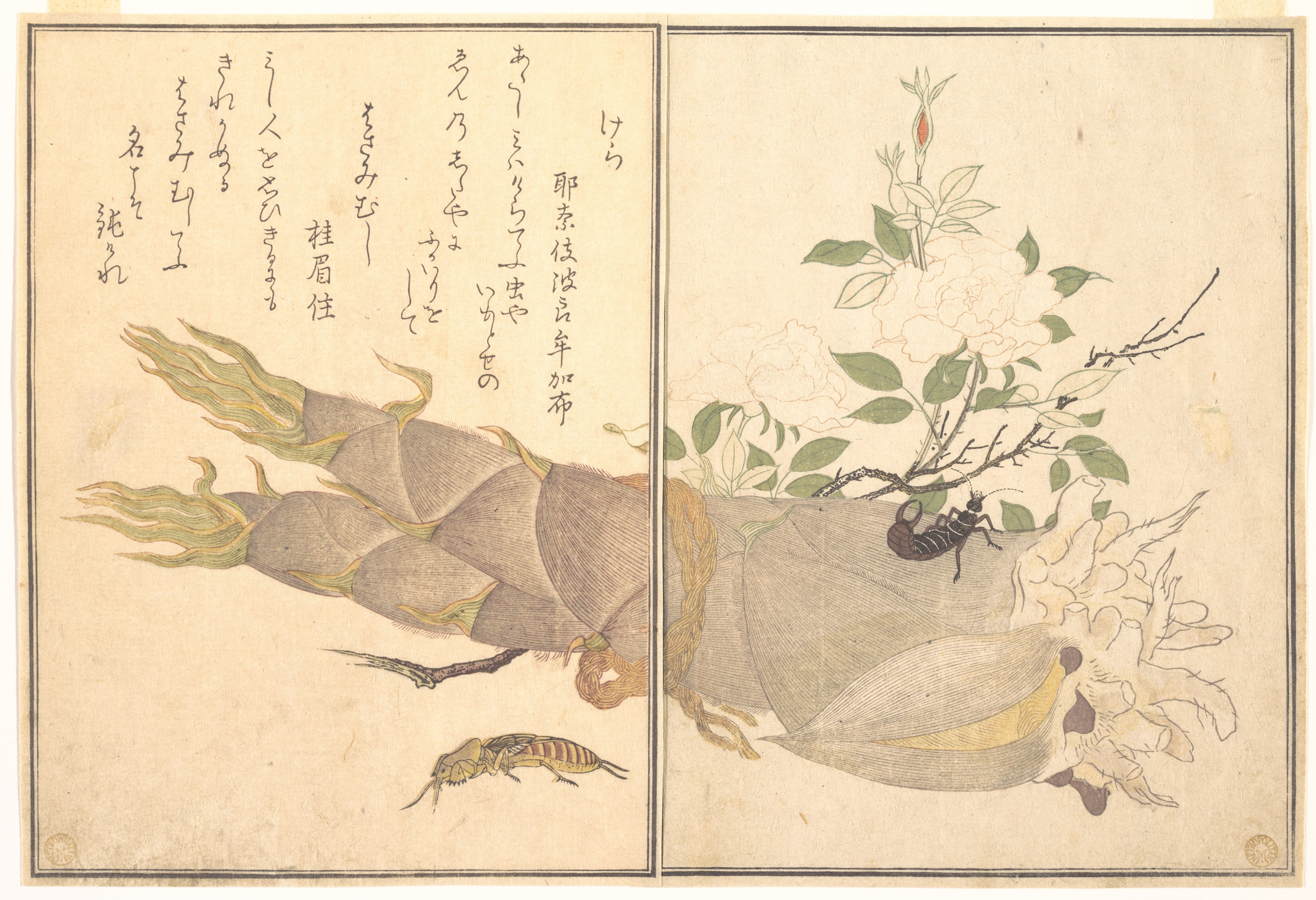 『画本虫撰』   「けら」「はさみむし」