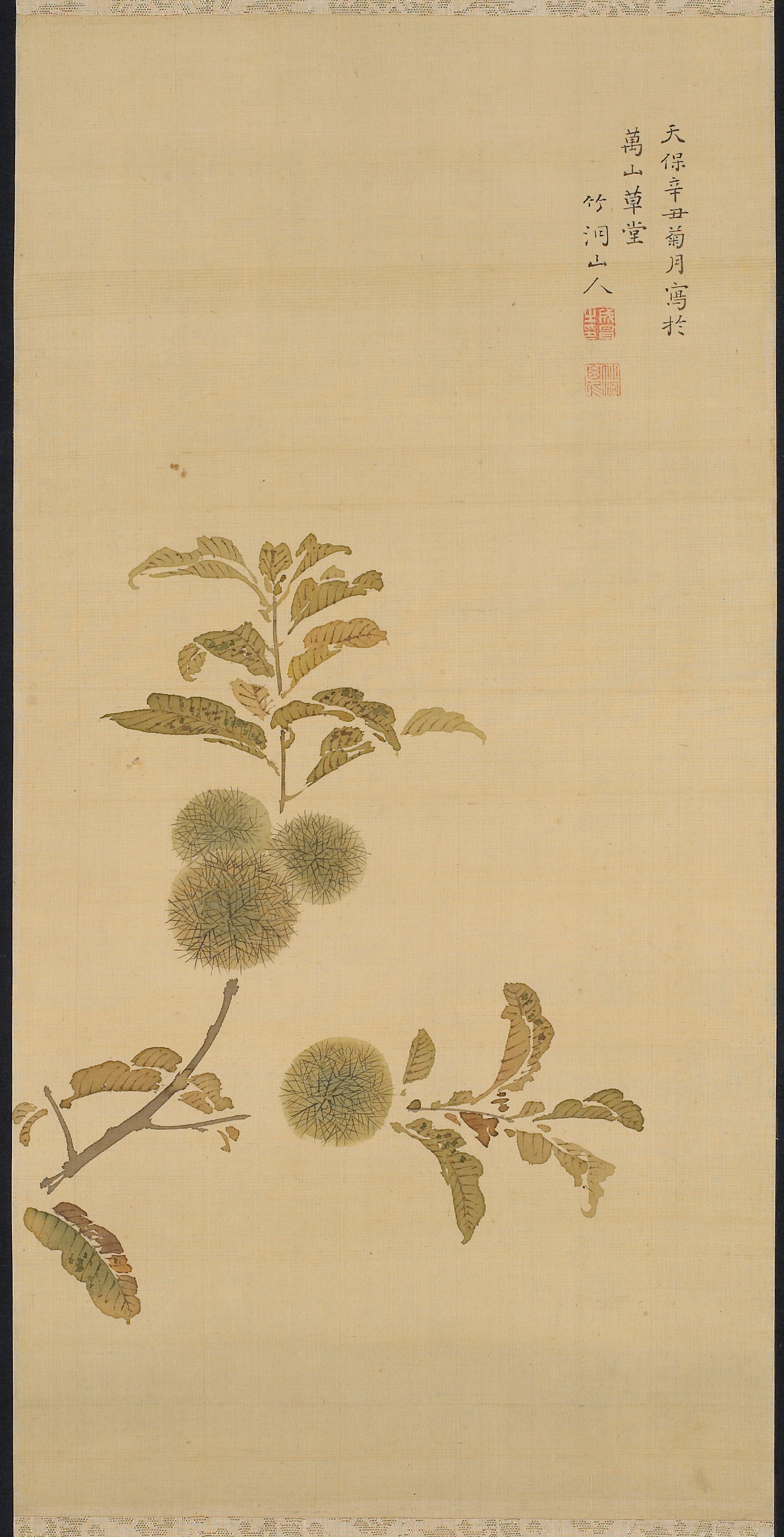 栗