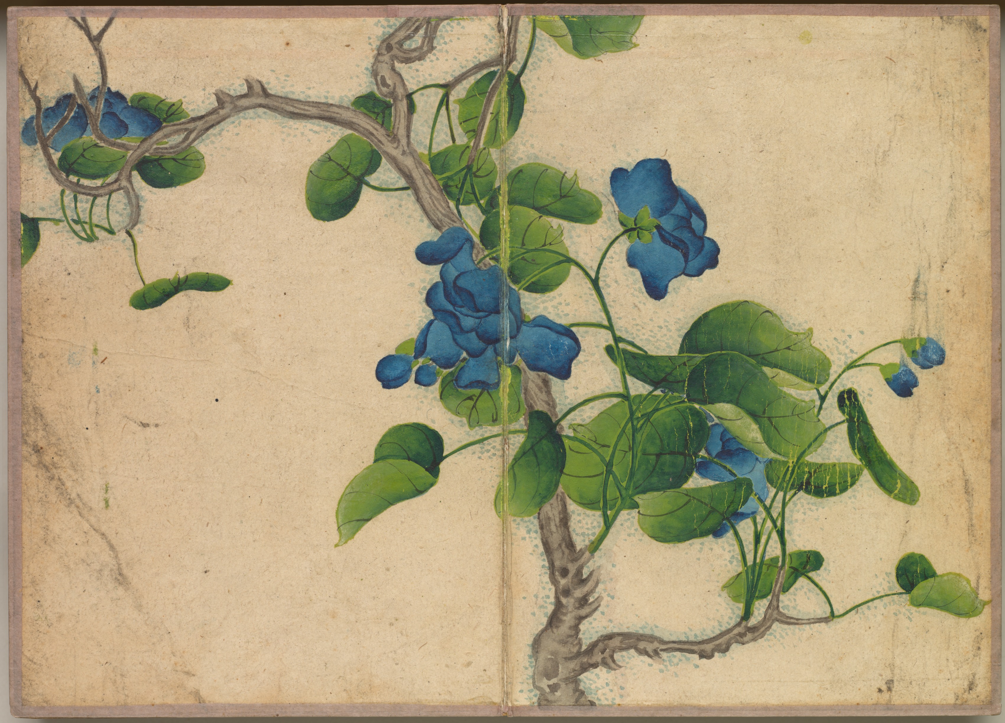 机上画帖：花鳥画（青い蔓花）