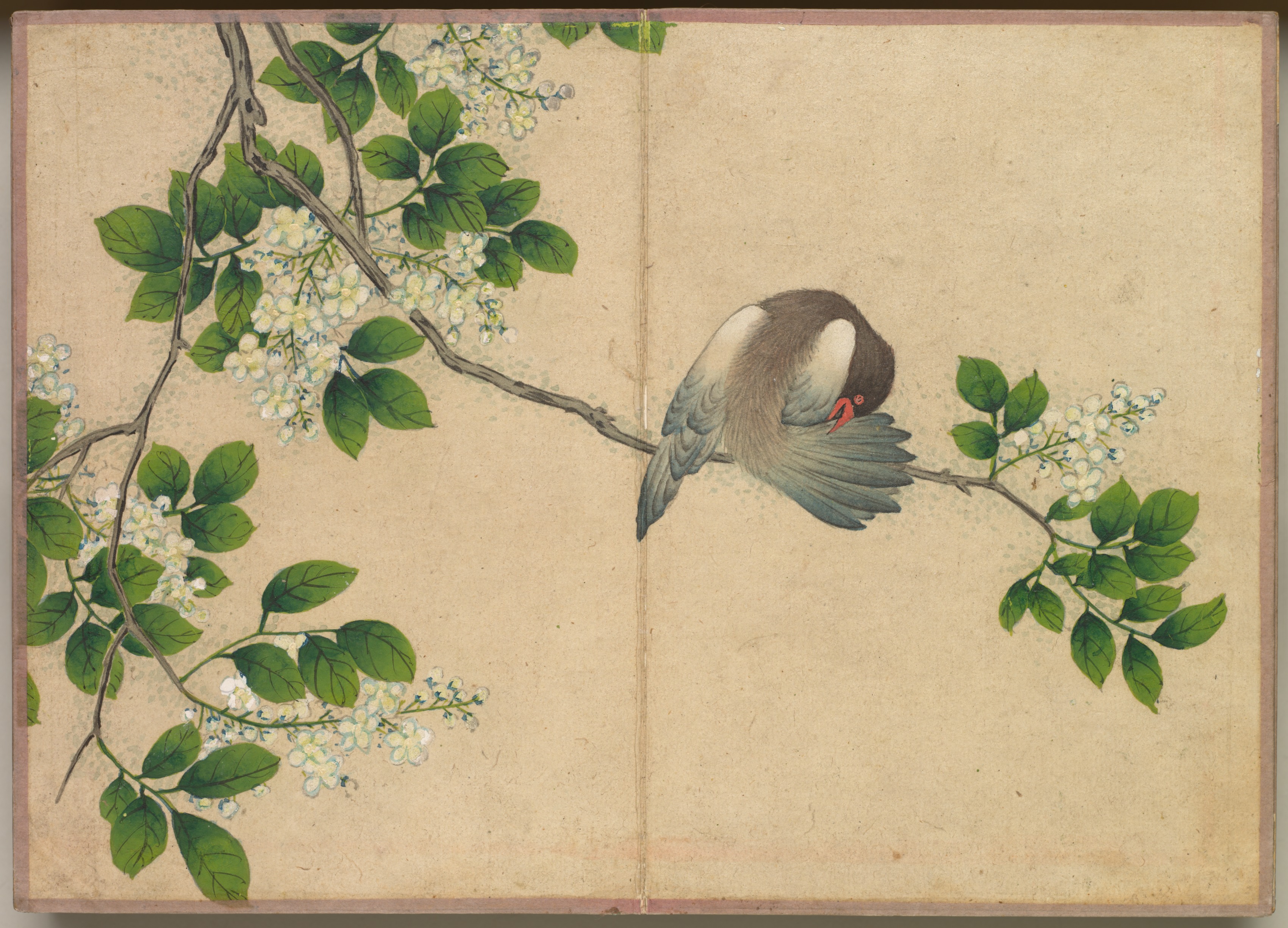 机上画帖：花鳥画（羽繕いする鳥）