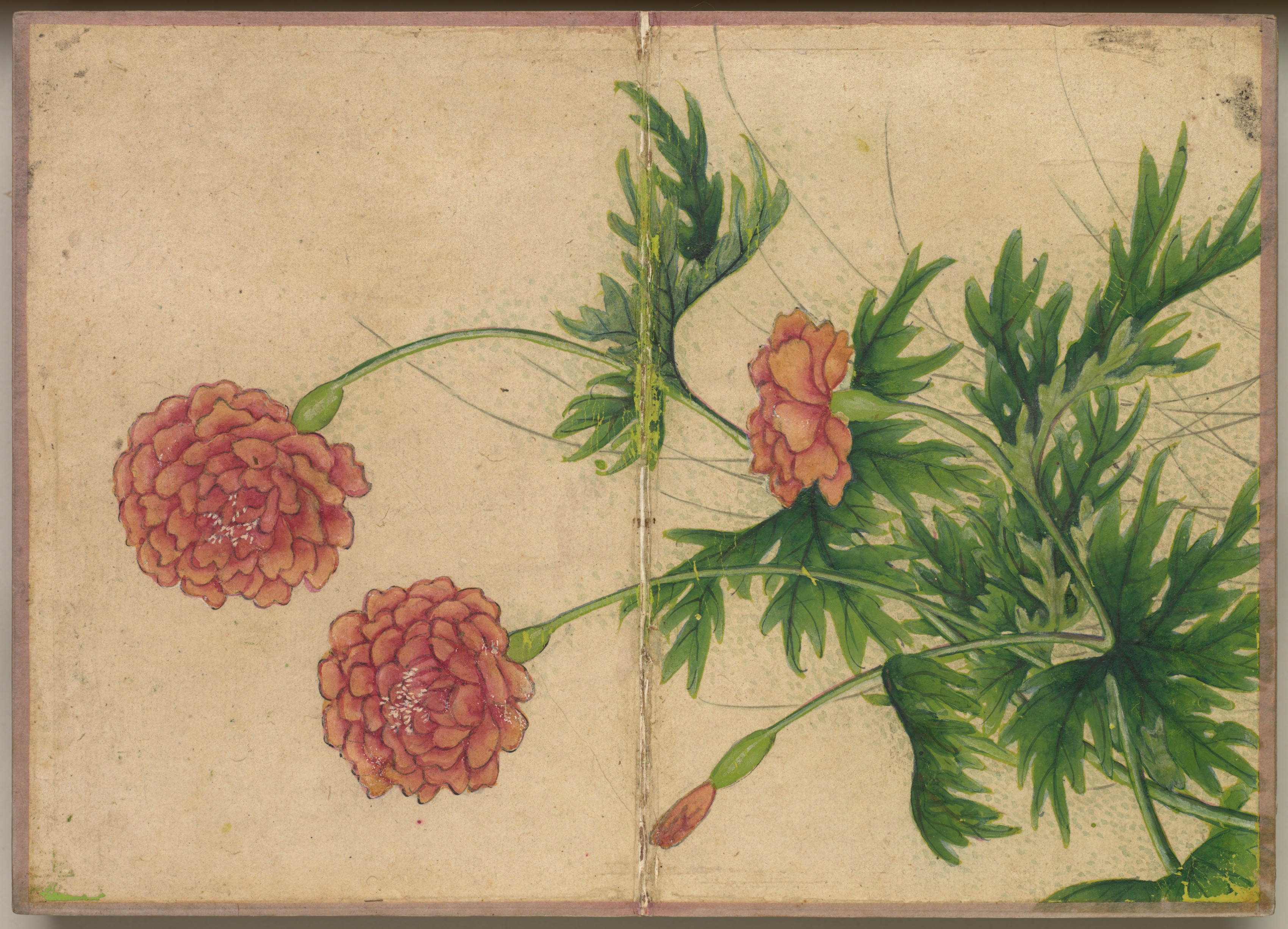 机上画帖：花鳥画（牡丹）